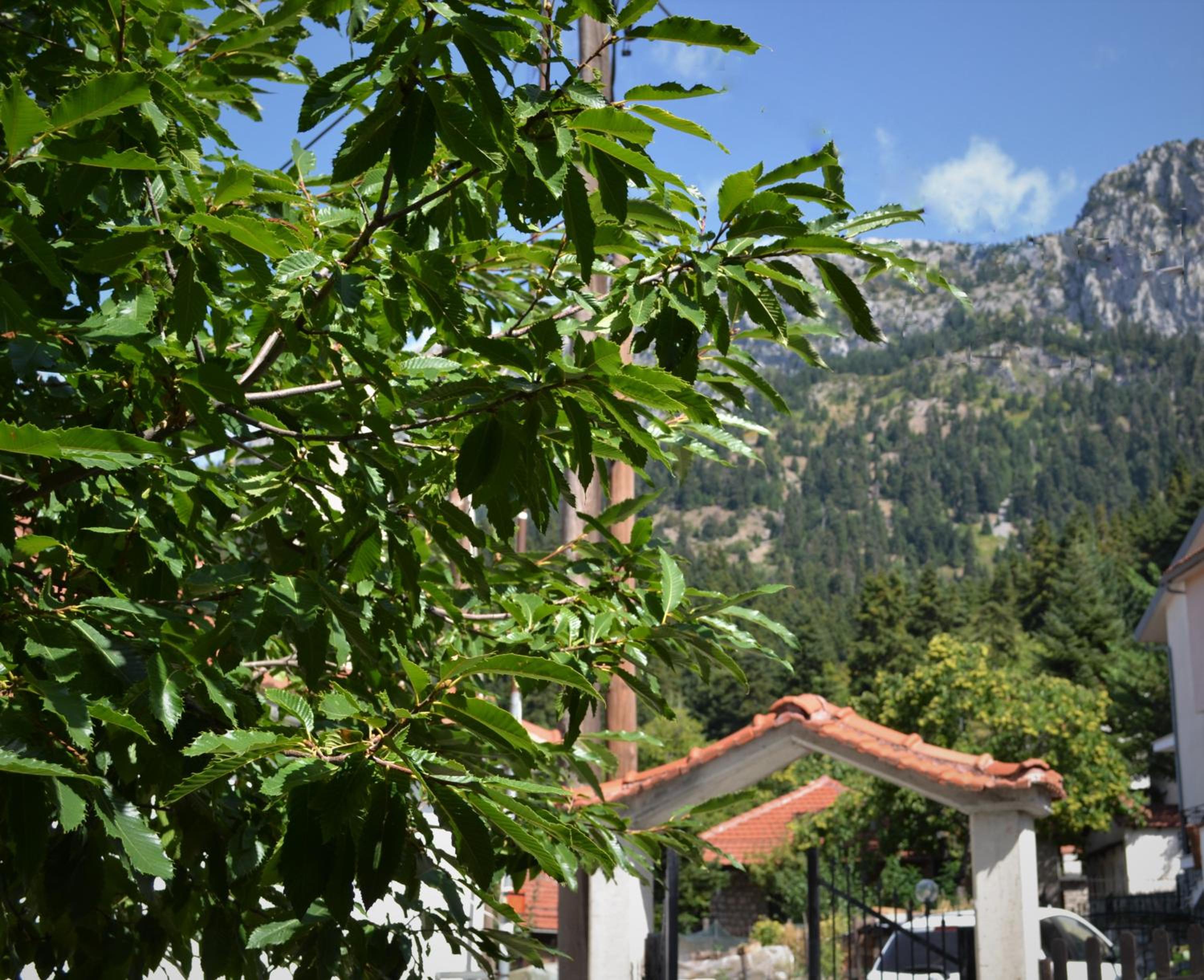 Elati Mansion view 4