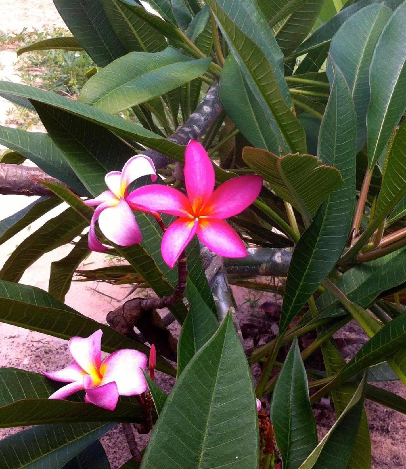 Casa do Jardim- Villa Botanica
