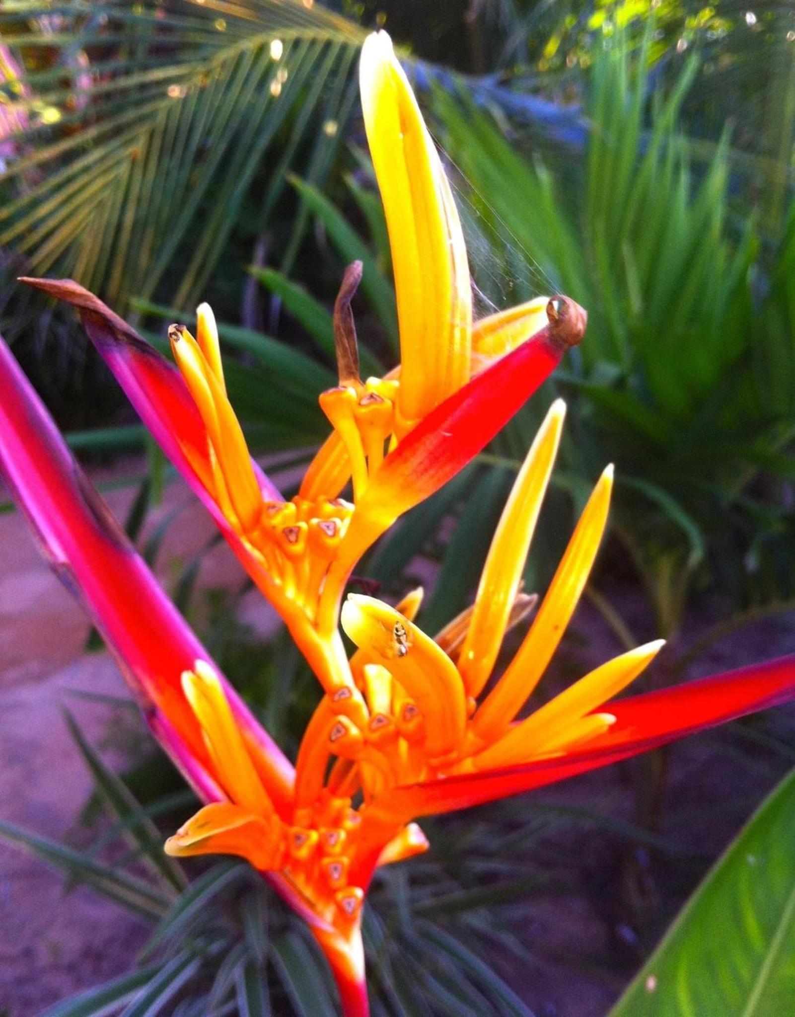 Casa do Jardim- Villa Botanica