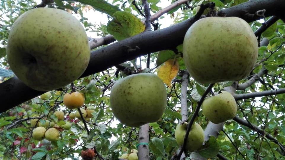 вилна зона Златни пясъци, спирка Ален мак