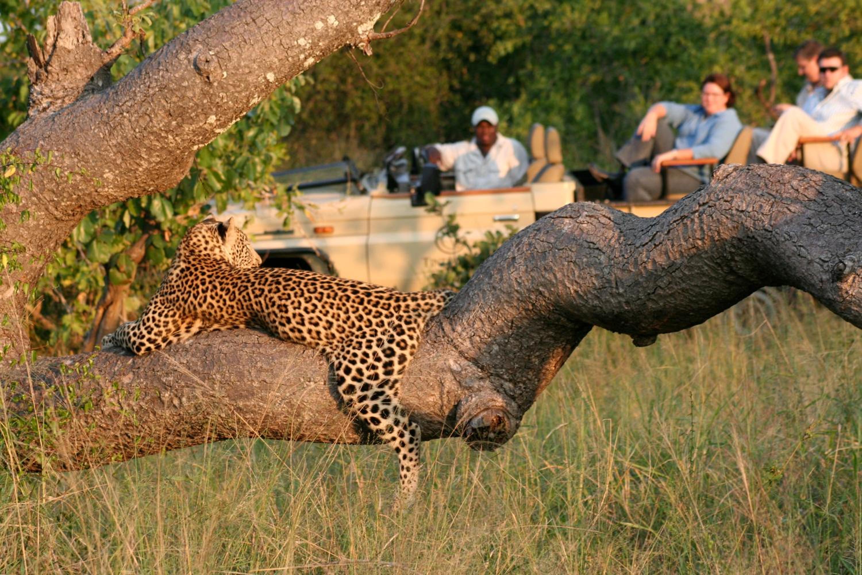 Tintswalo Safari
