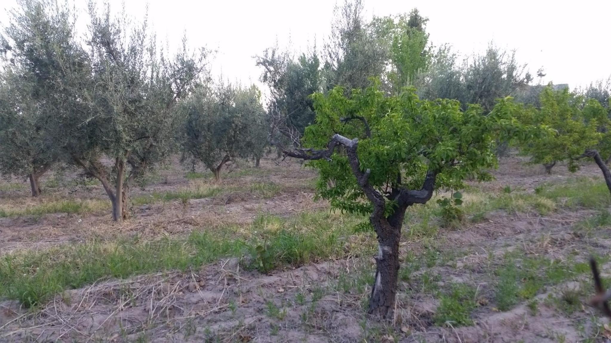 Hospedaje Finca La Siciliana