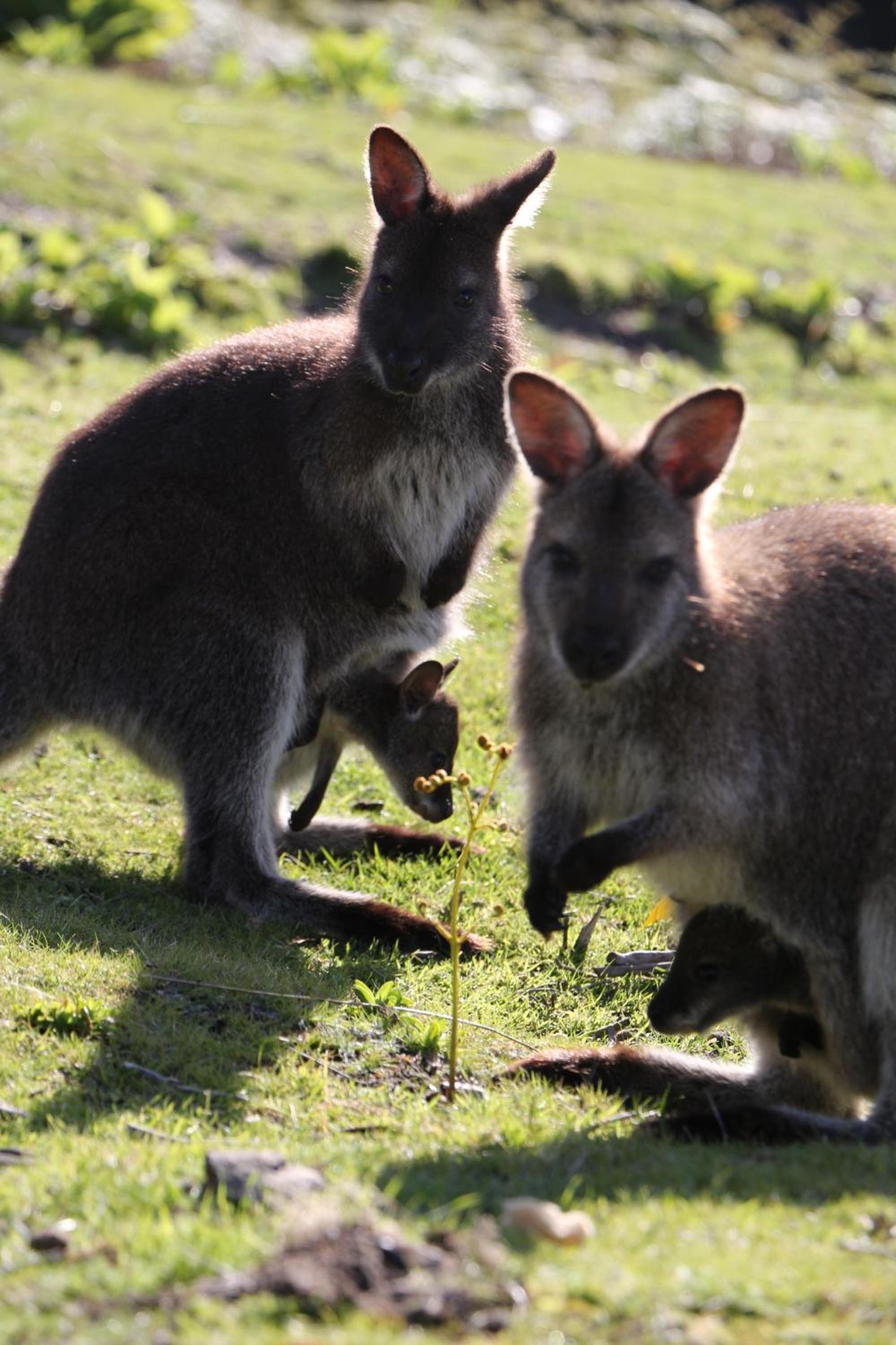 Wylah Cottage for a Peaceful Bruny Island Escape with Water Views, Fireplace & Wallabies