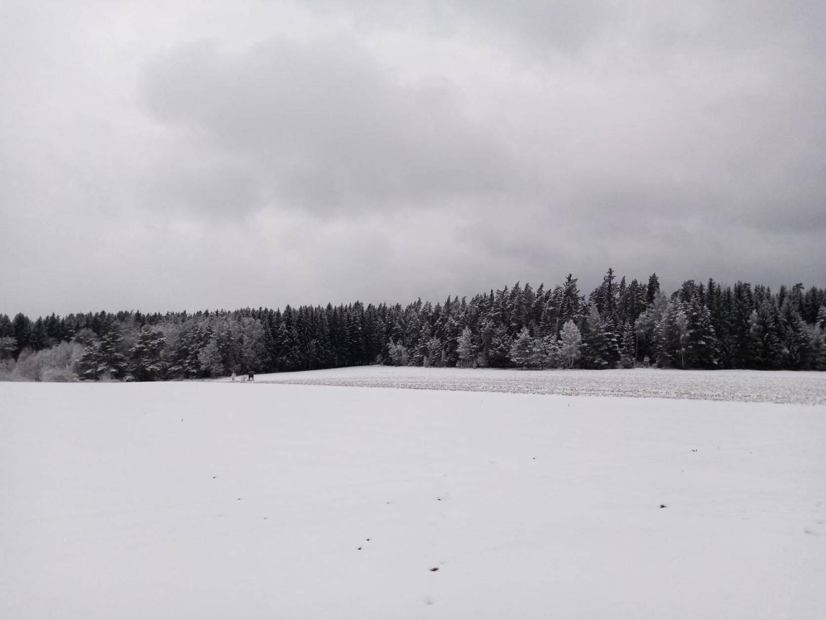 Ferienhaus Waldblick
