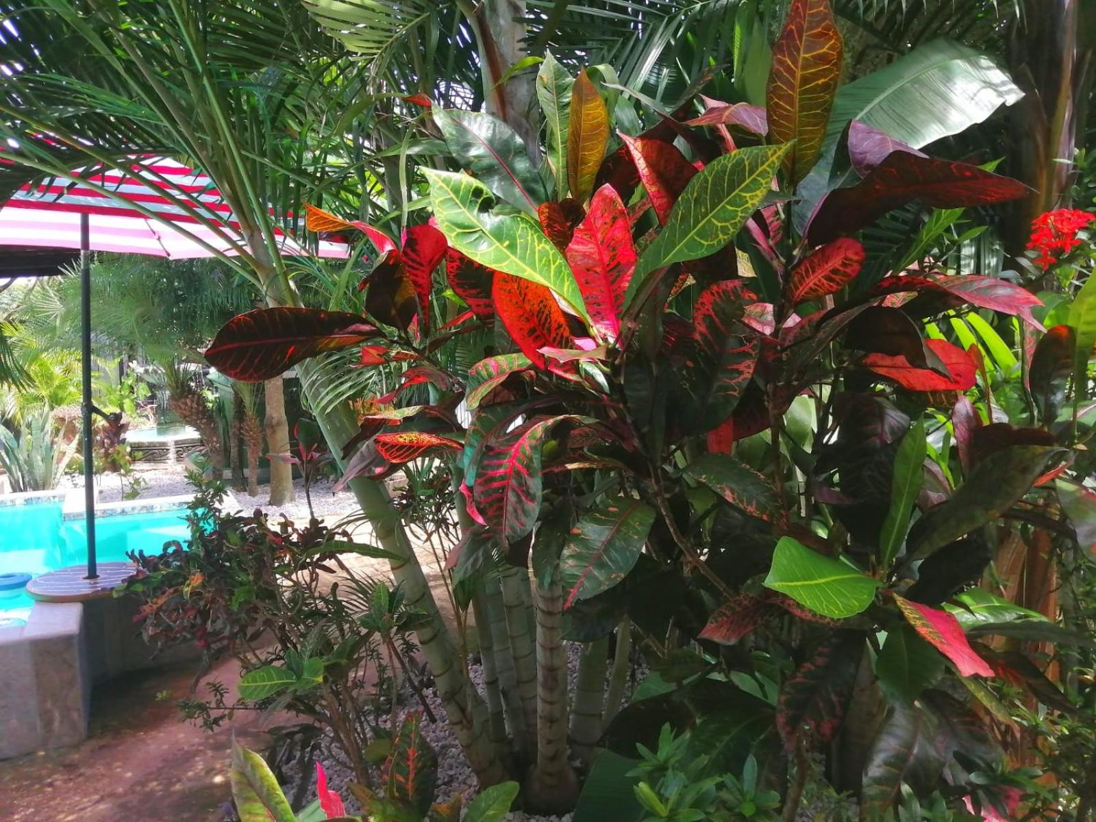 Suite Paraiso Azul