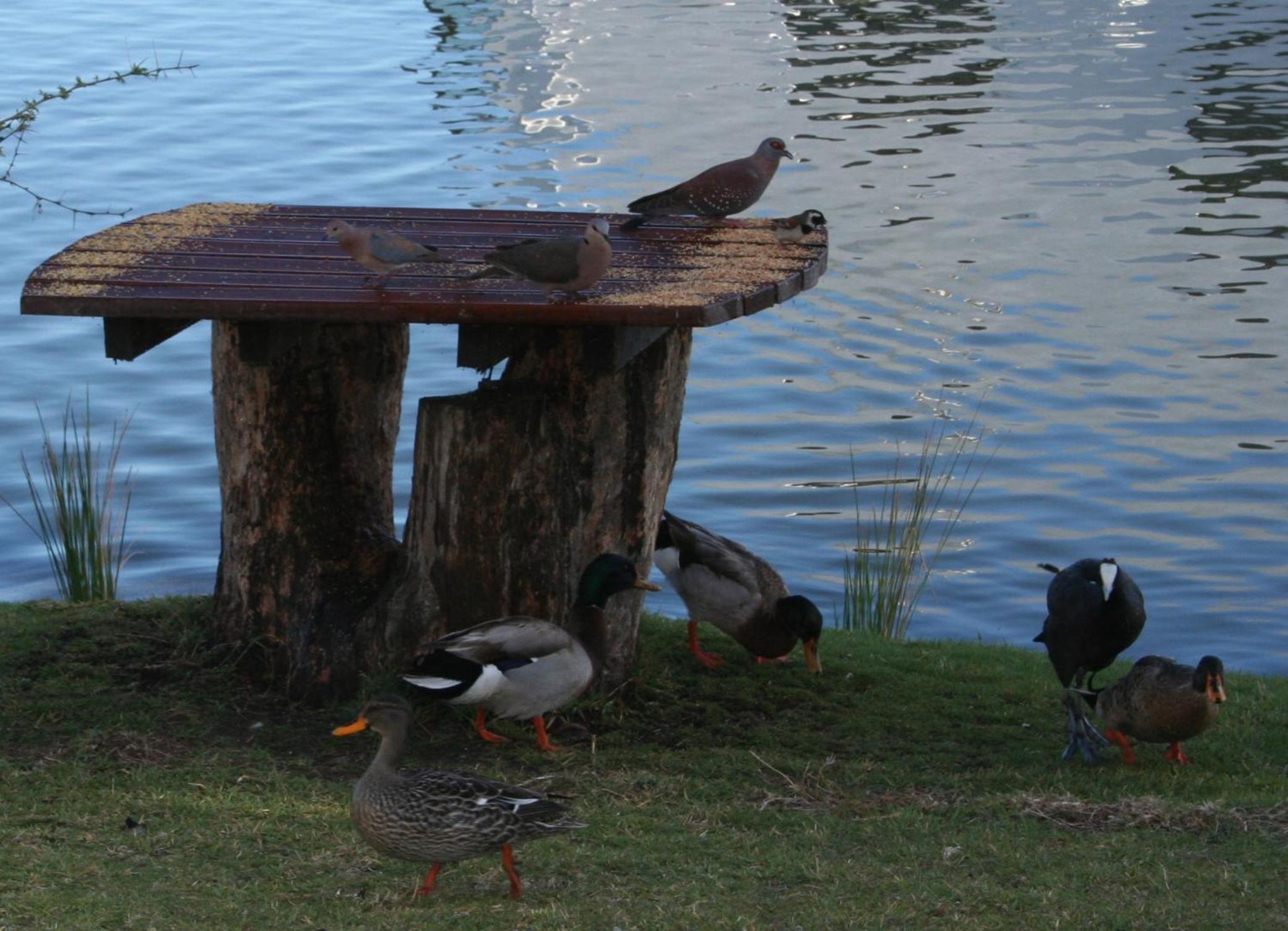 Photo 8