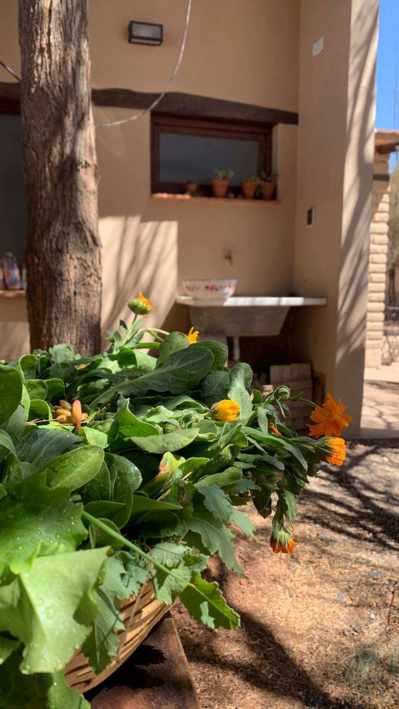 Terraza del Molle