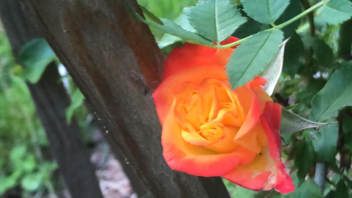 Photo 46