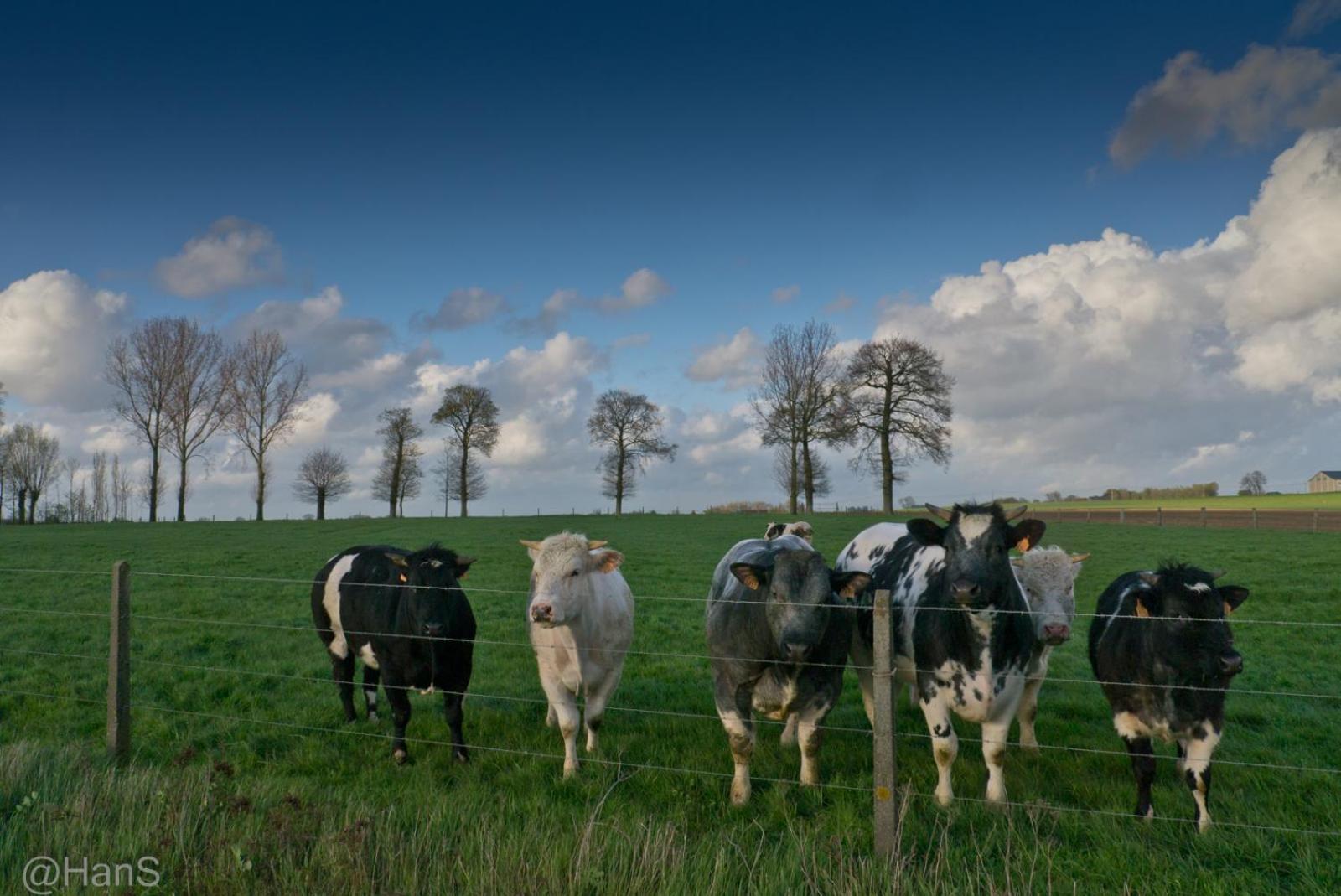 't Hofsteedje Watou