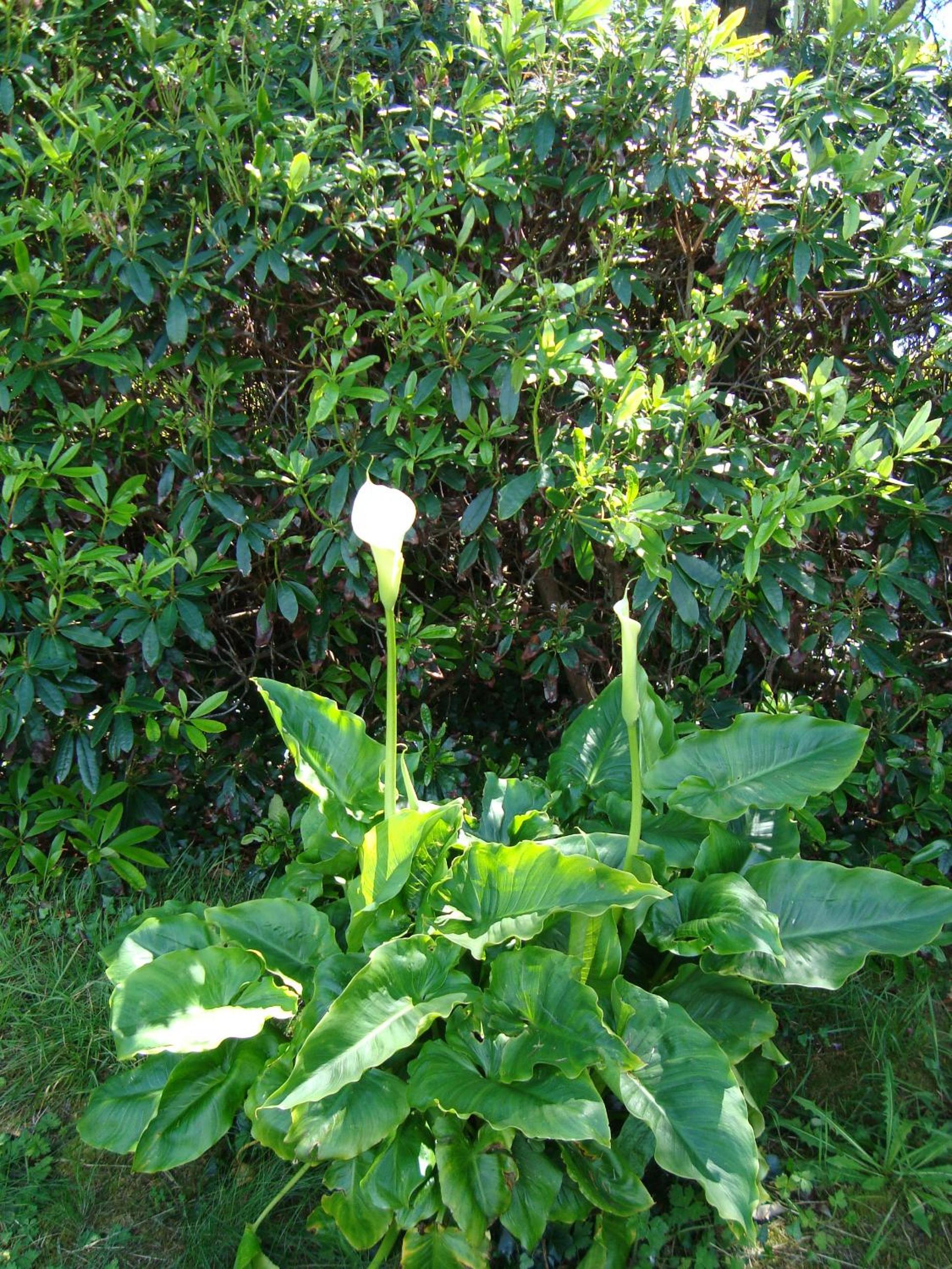 Photo 29
