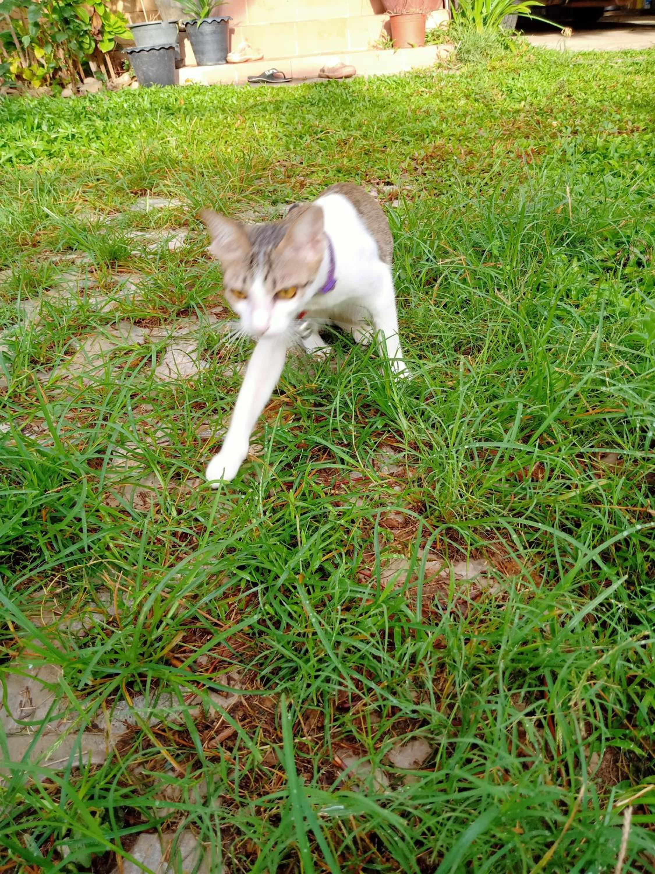 Photo 41
