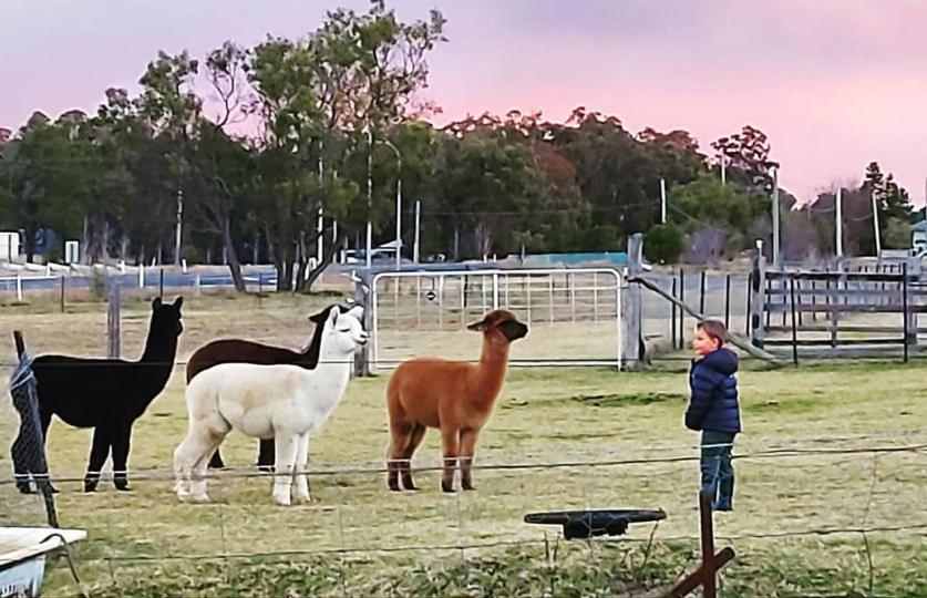 Straw House Farm - STANTHORPE