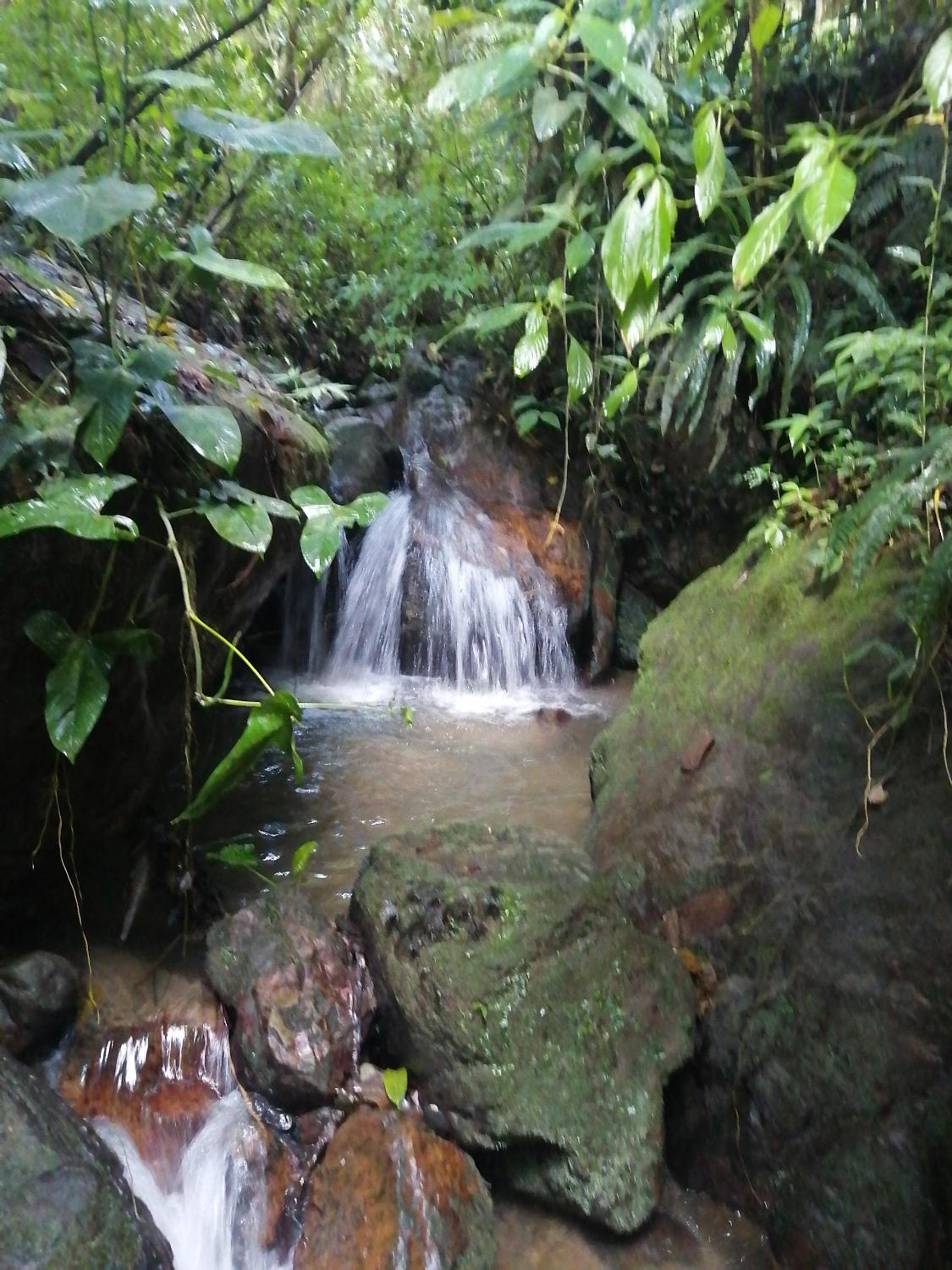 Nuestro Bosque I