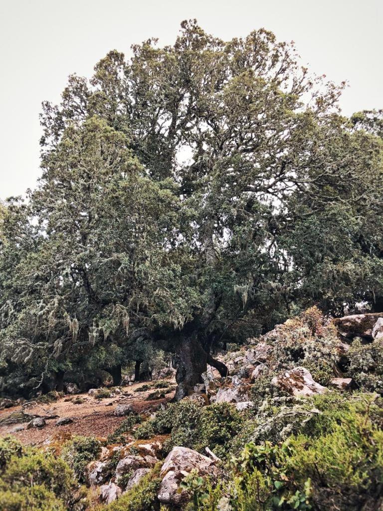 Orgosolo B&B Sardegna