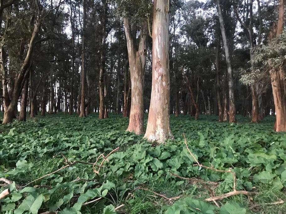Estancia La Aurora, en Provincia de Buenos Aires