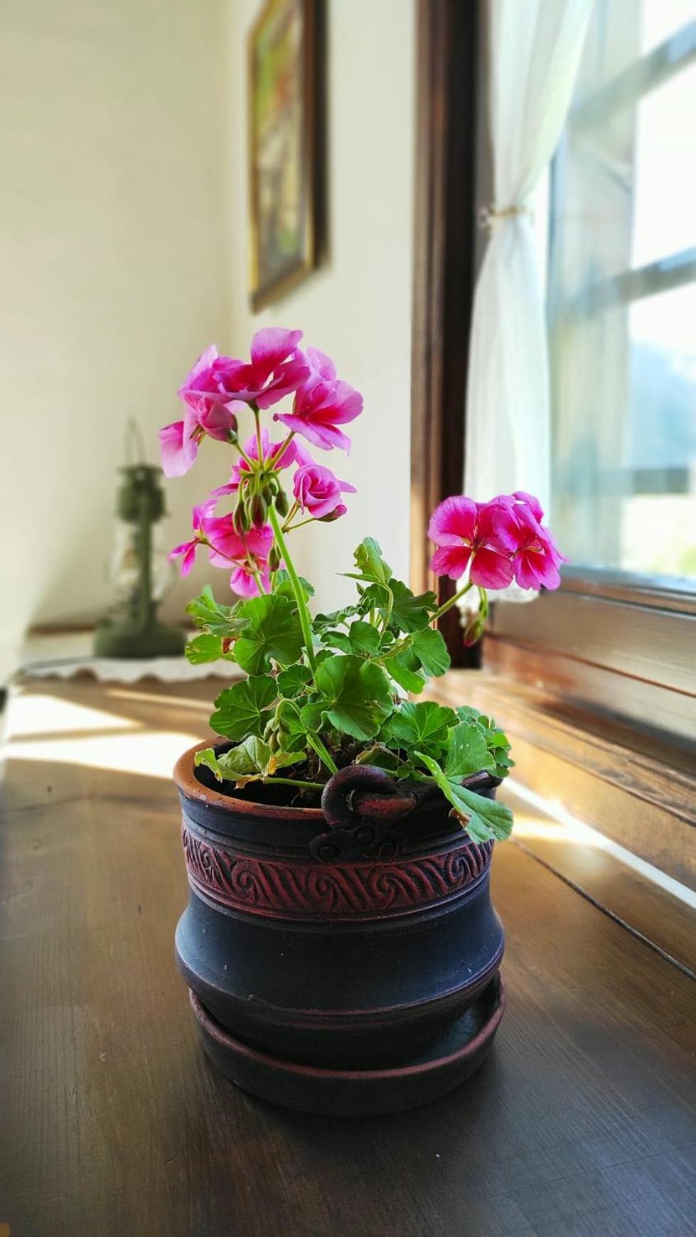 Kalinia Guesthouse B&B