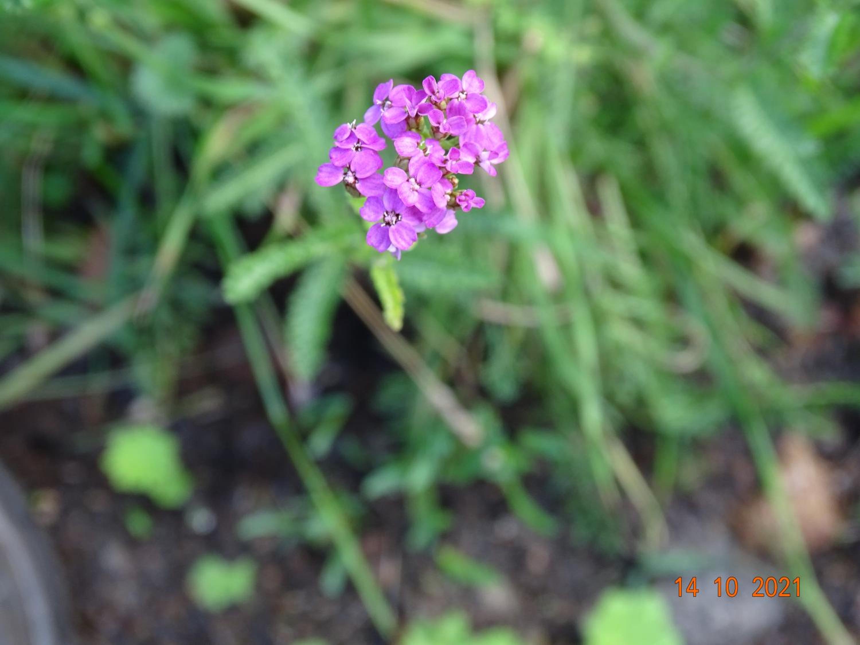 Photo 29