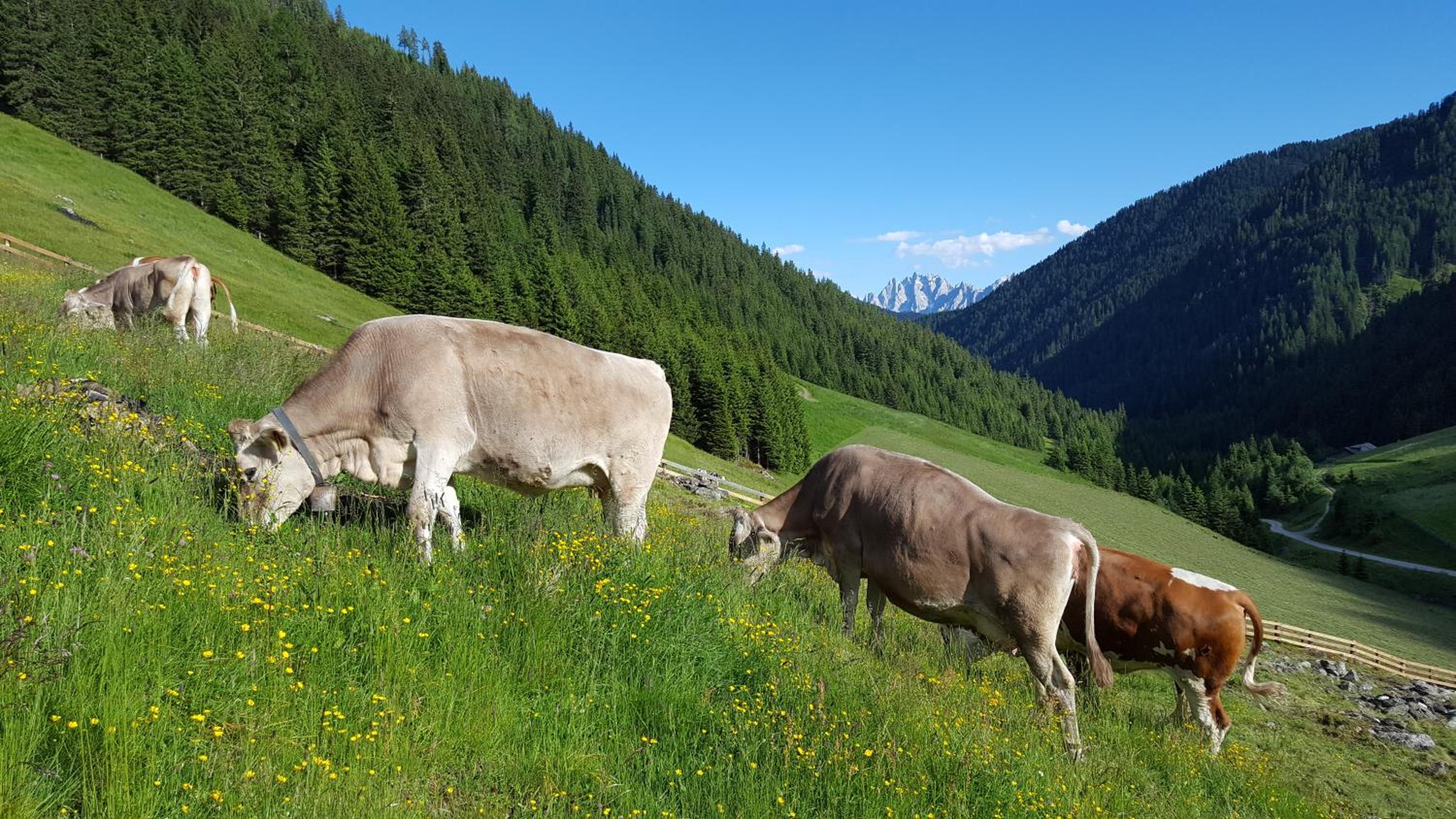 Gallfallalm