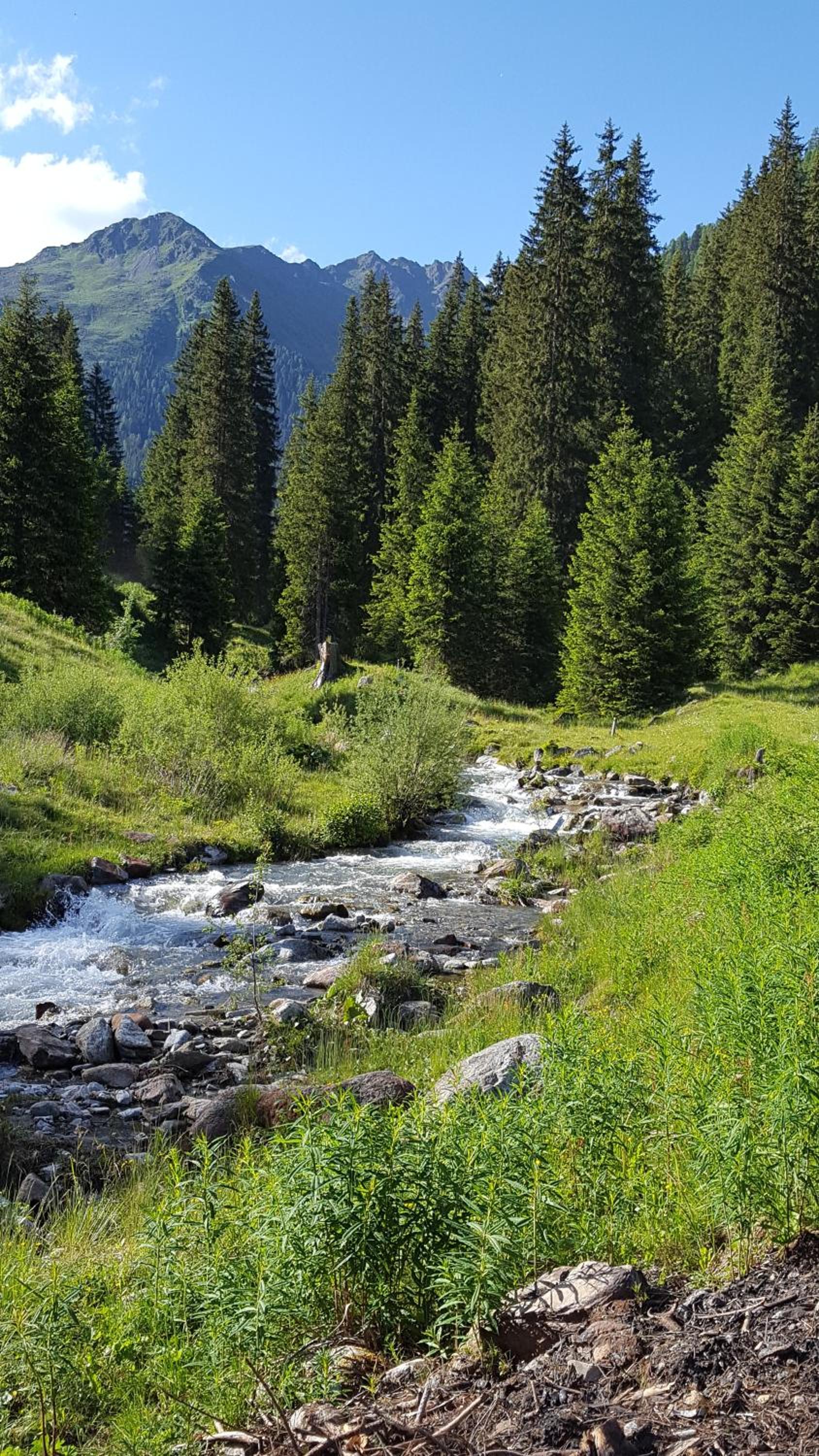 Gallfallalm