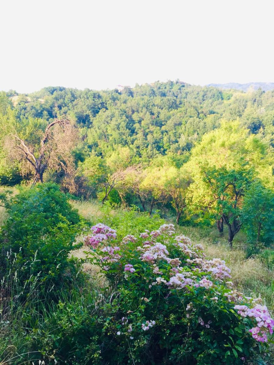 B&B Al Giardino Dei Mandorli view 4