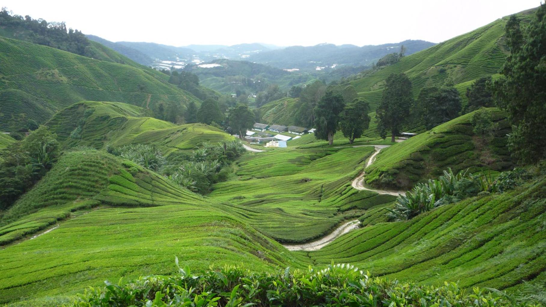 The Quintet Cameron Highlands by Tulip photo 5