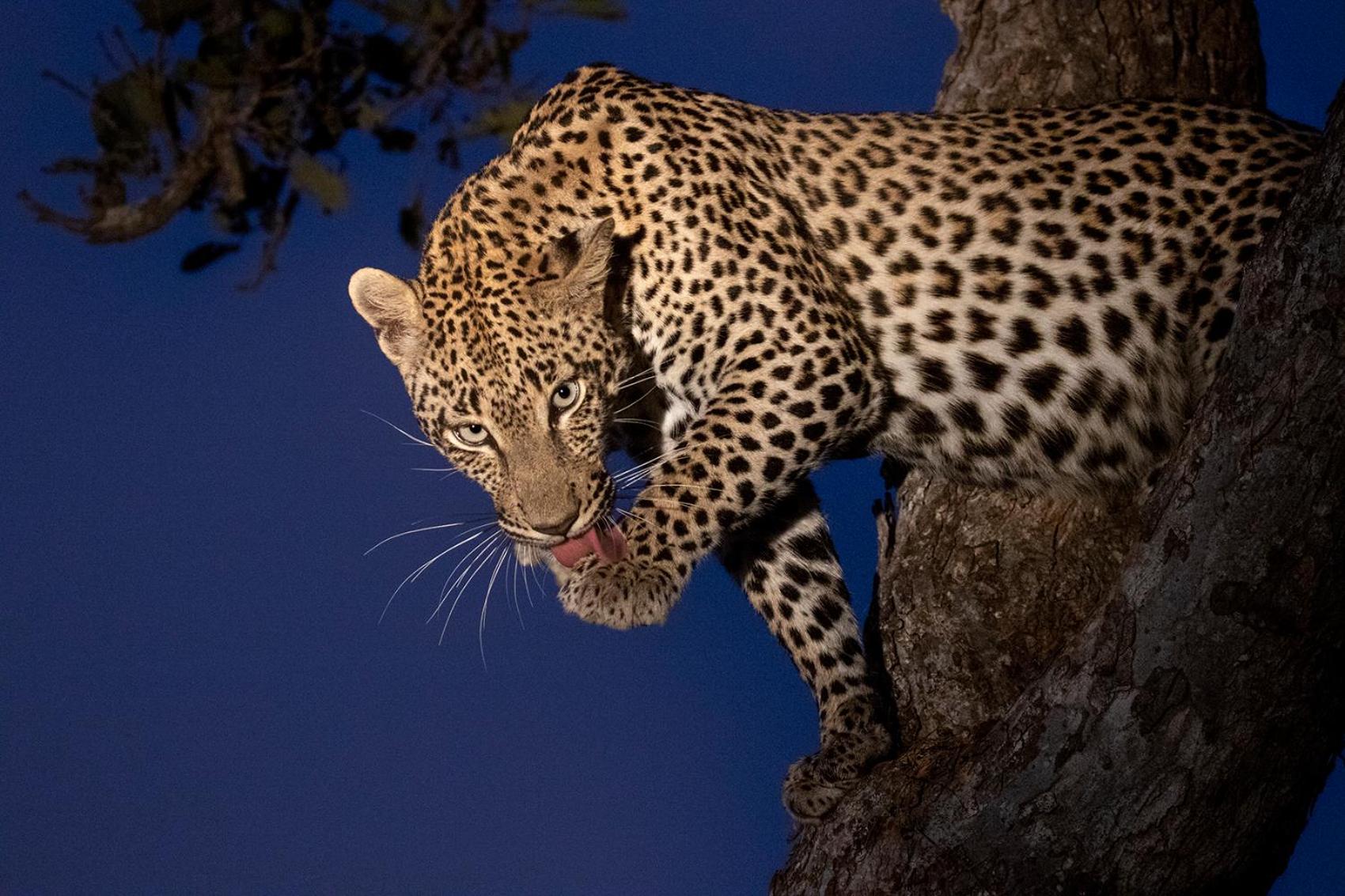 Umlani Bushcamp