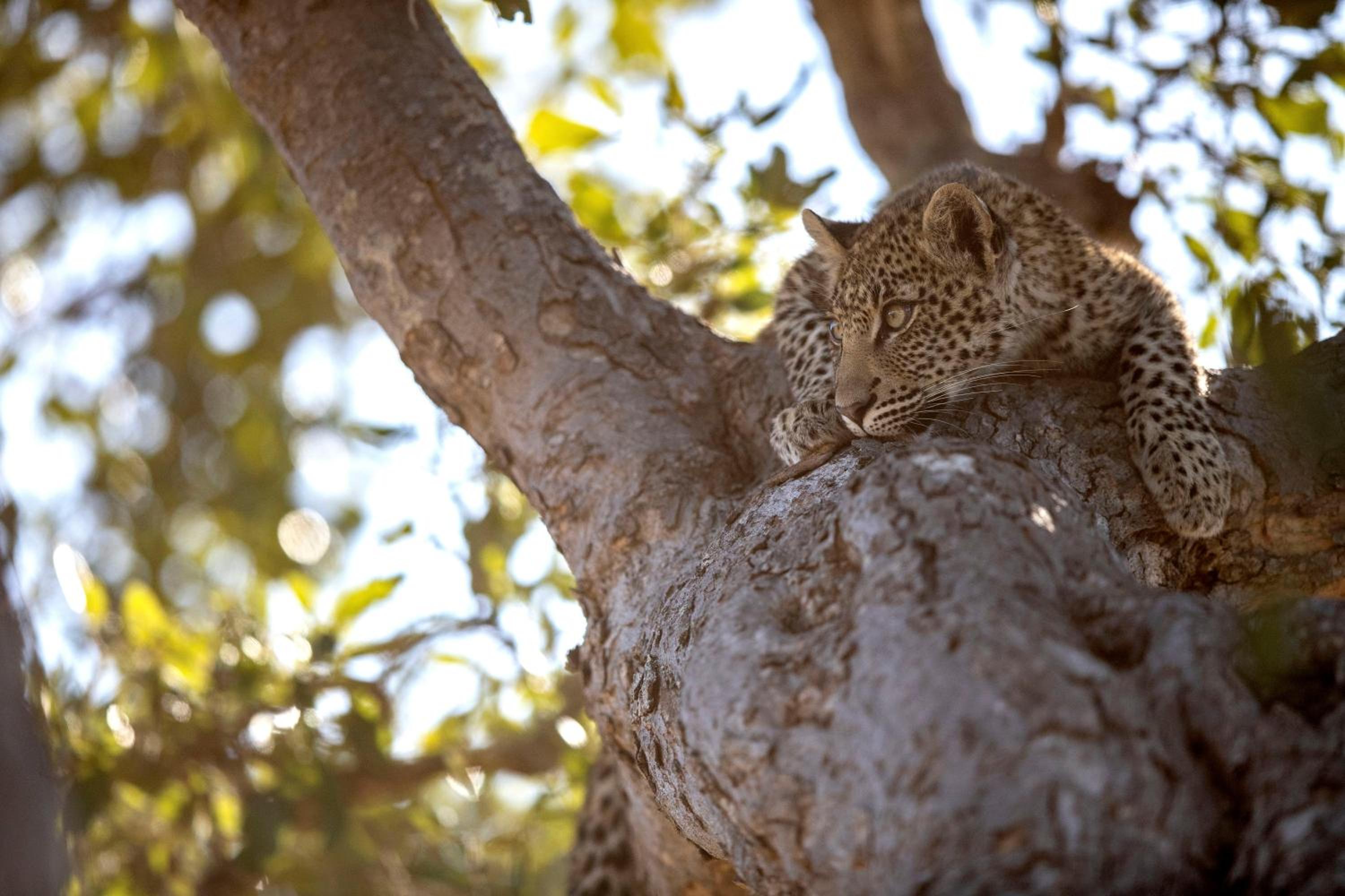 Umlani Bushcamp