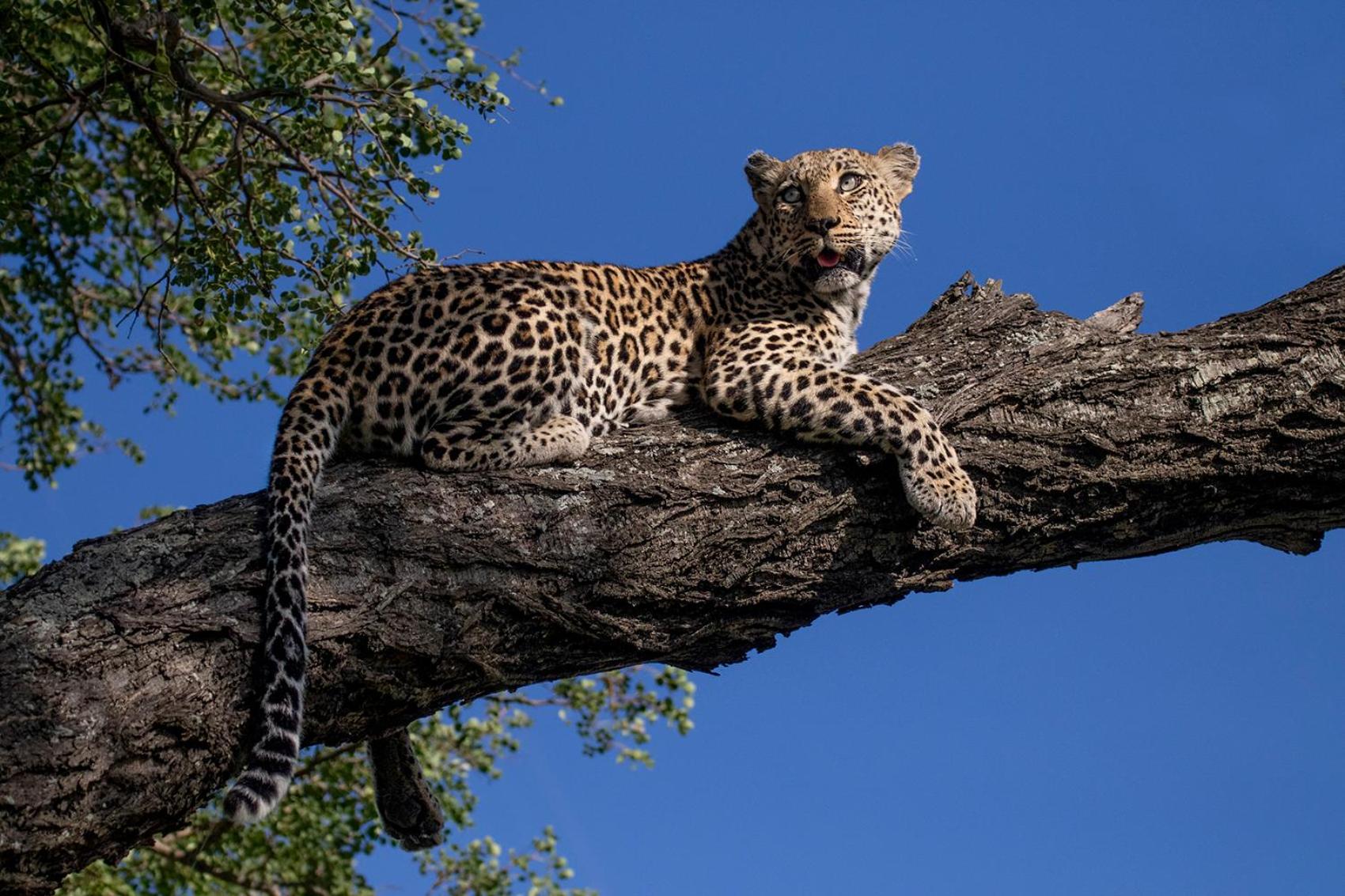 Umlani Bushcamp