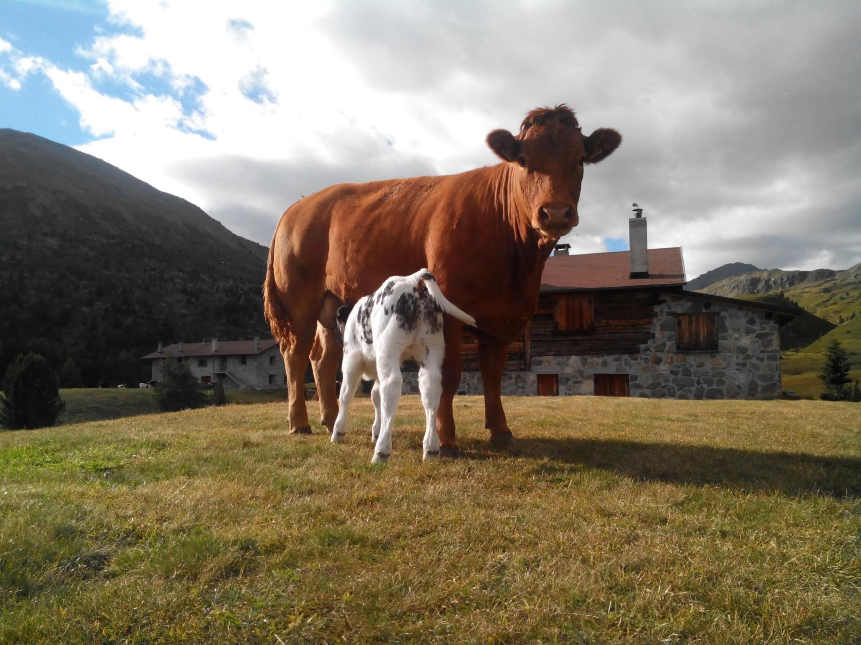Agriturismo Raethia