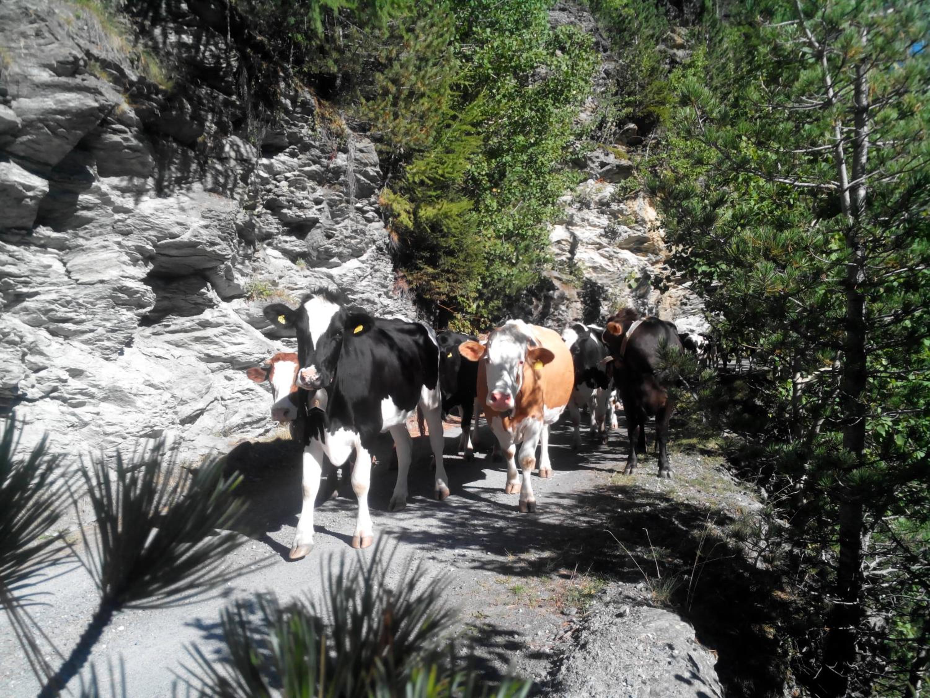 Agriturismo Raethia