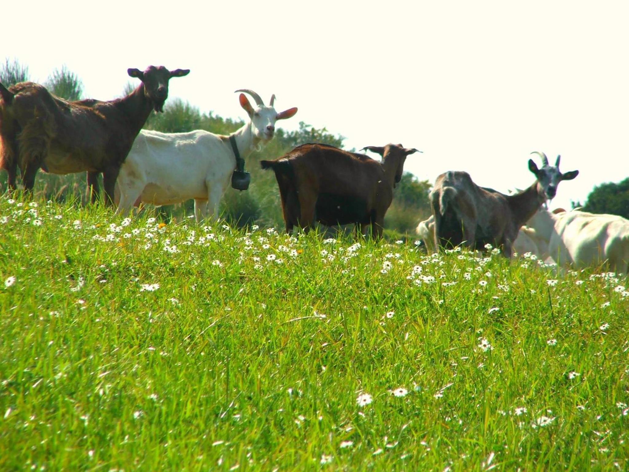 Agriturismo i Moresani