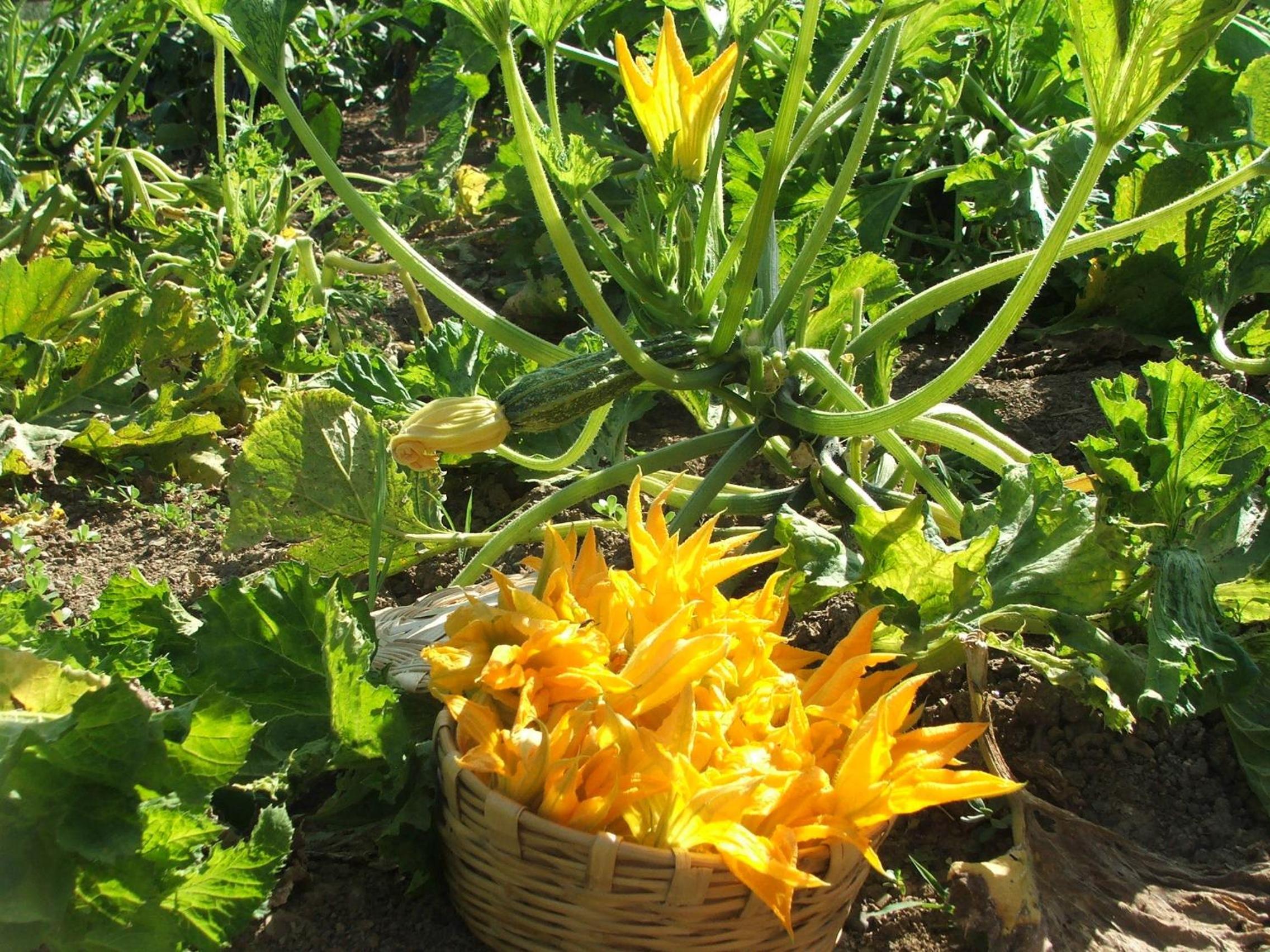 Agriturismo i Moresani