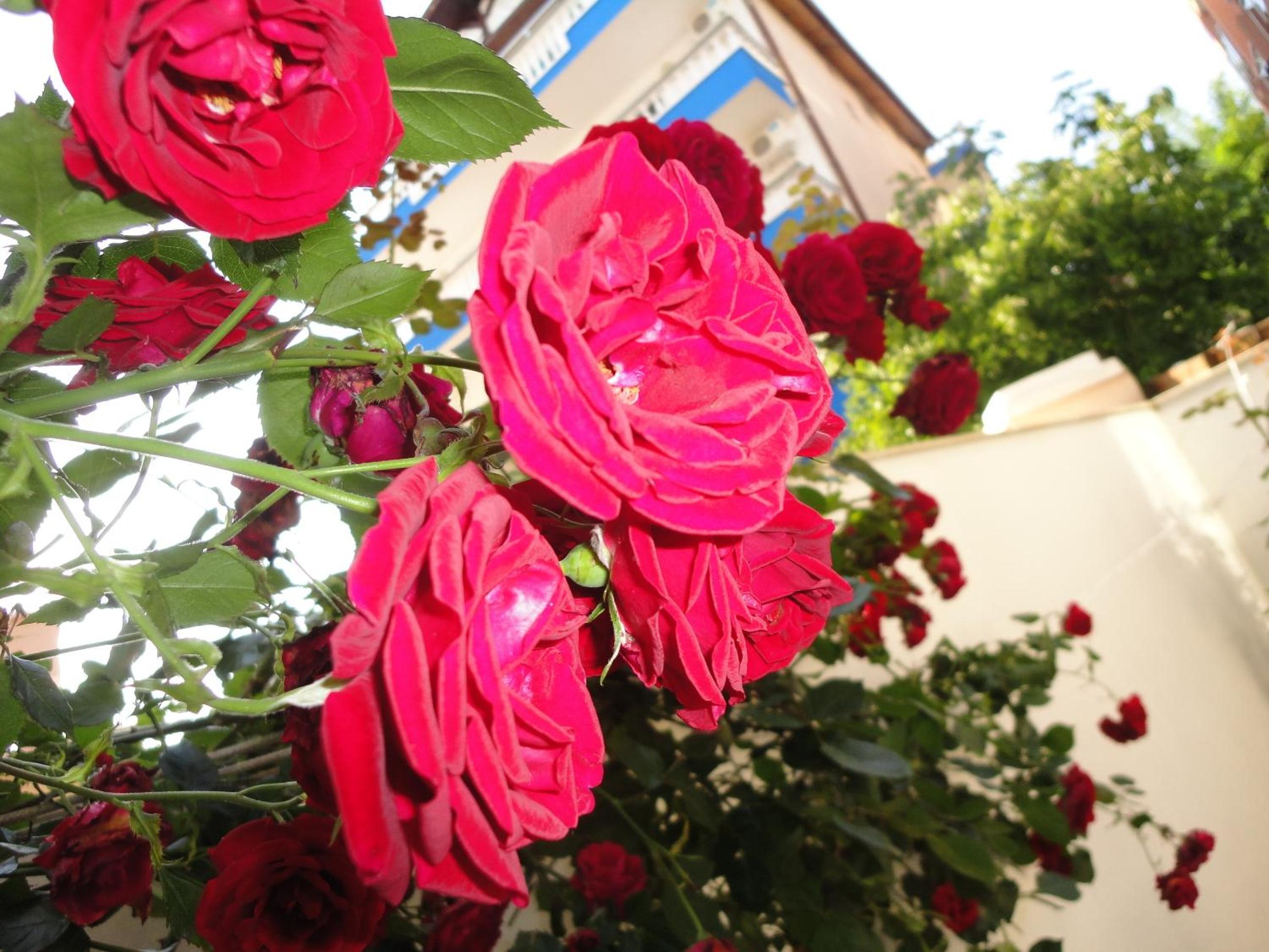 Borko Guest House