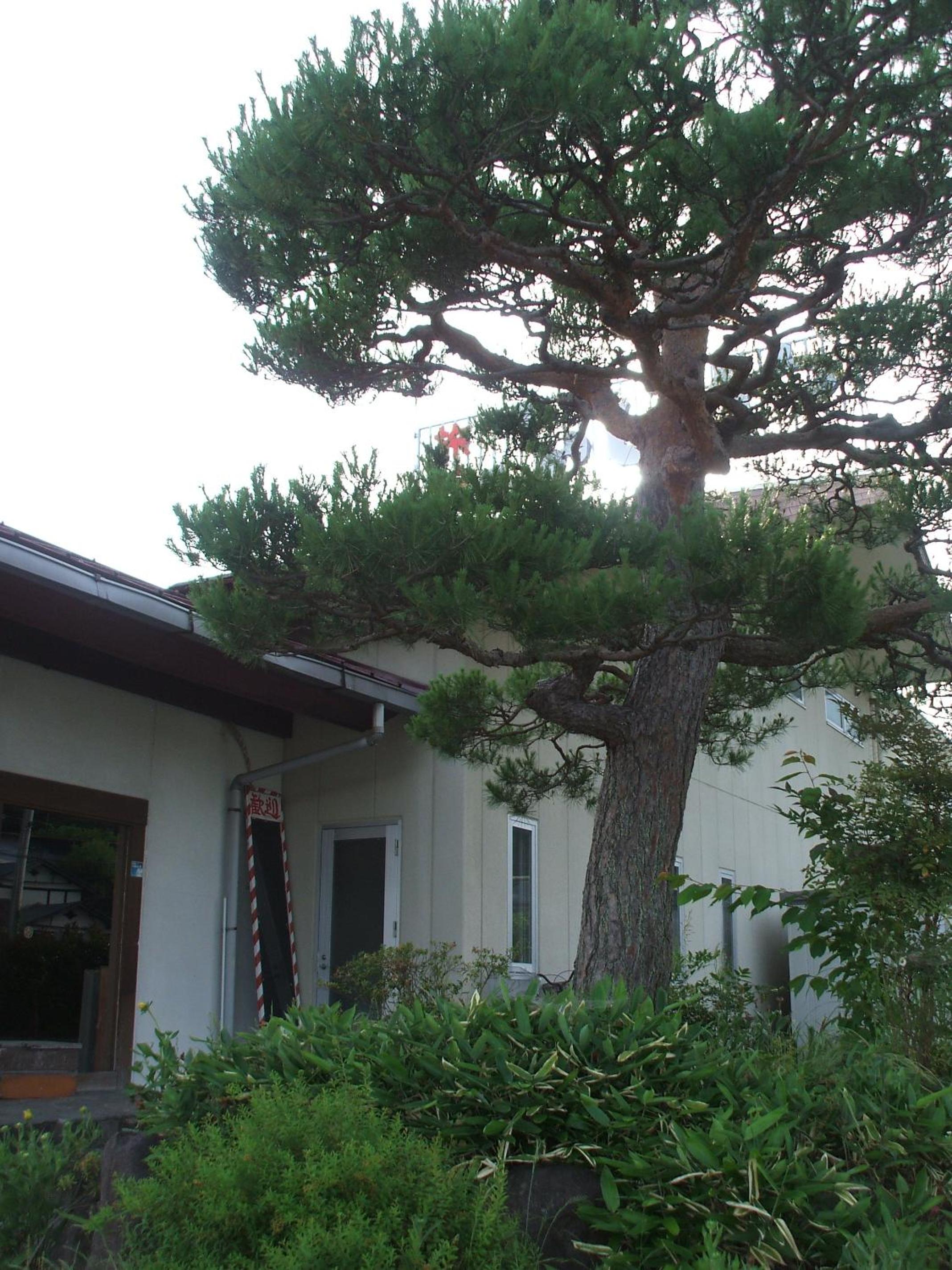 Annex Fujiya Ryokan, photo 85