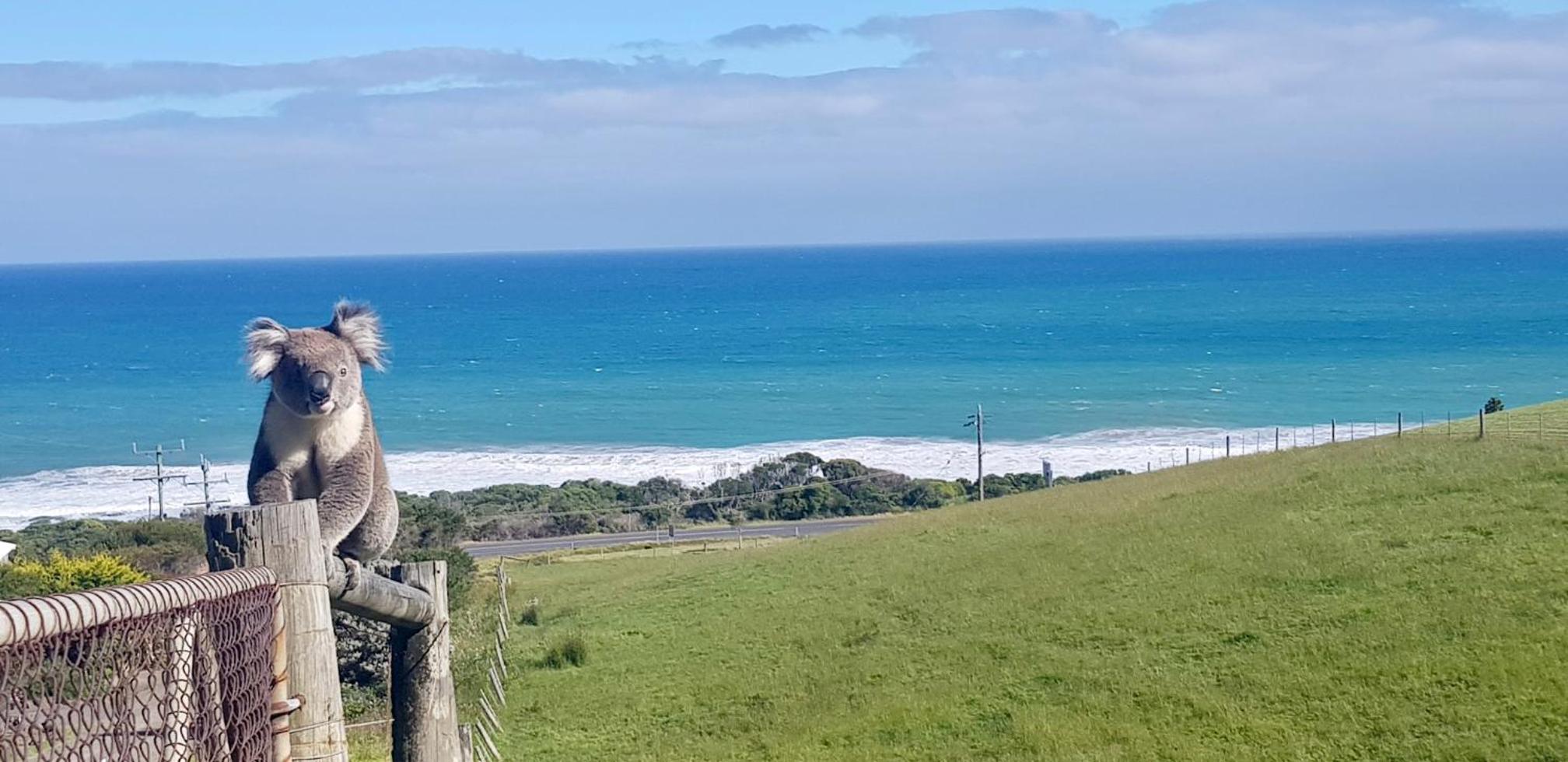 Castaways Apollo Bay - Property Image 2