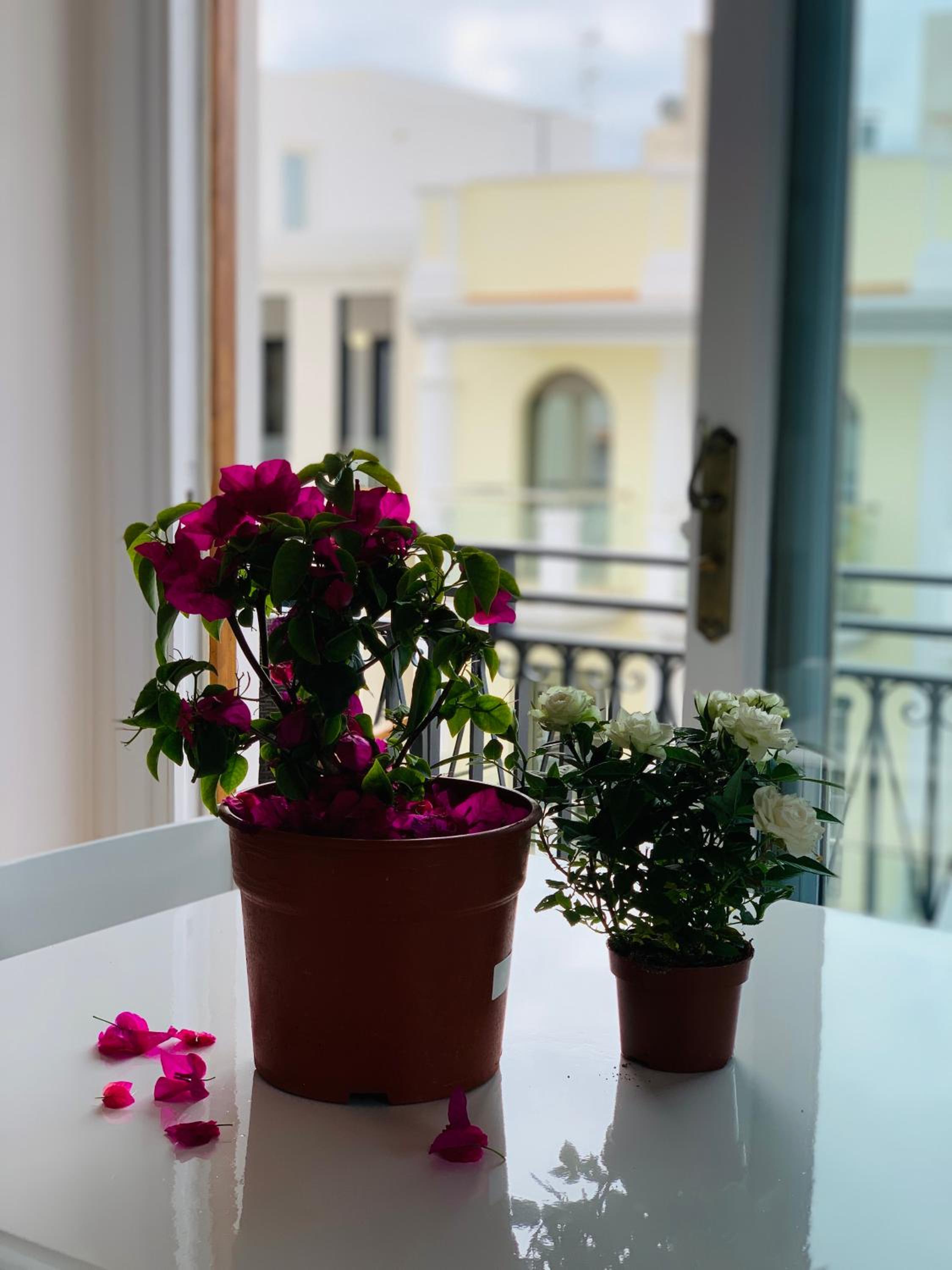 Apartamentos Ebusus
