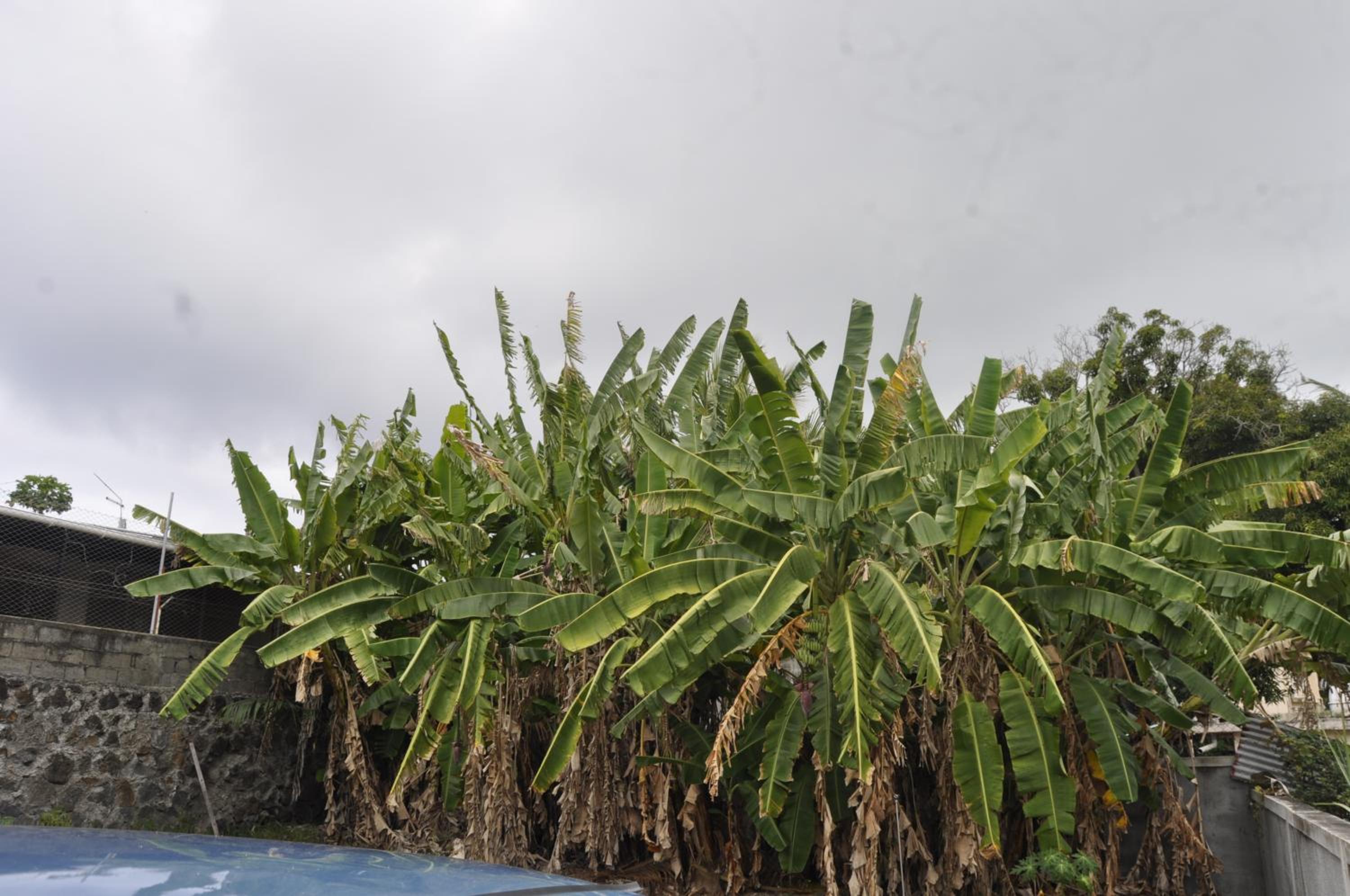 Moringi (Veer Residences) photo 4