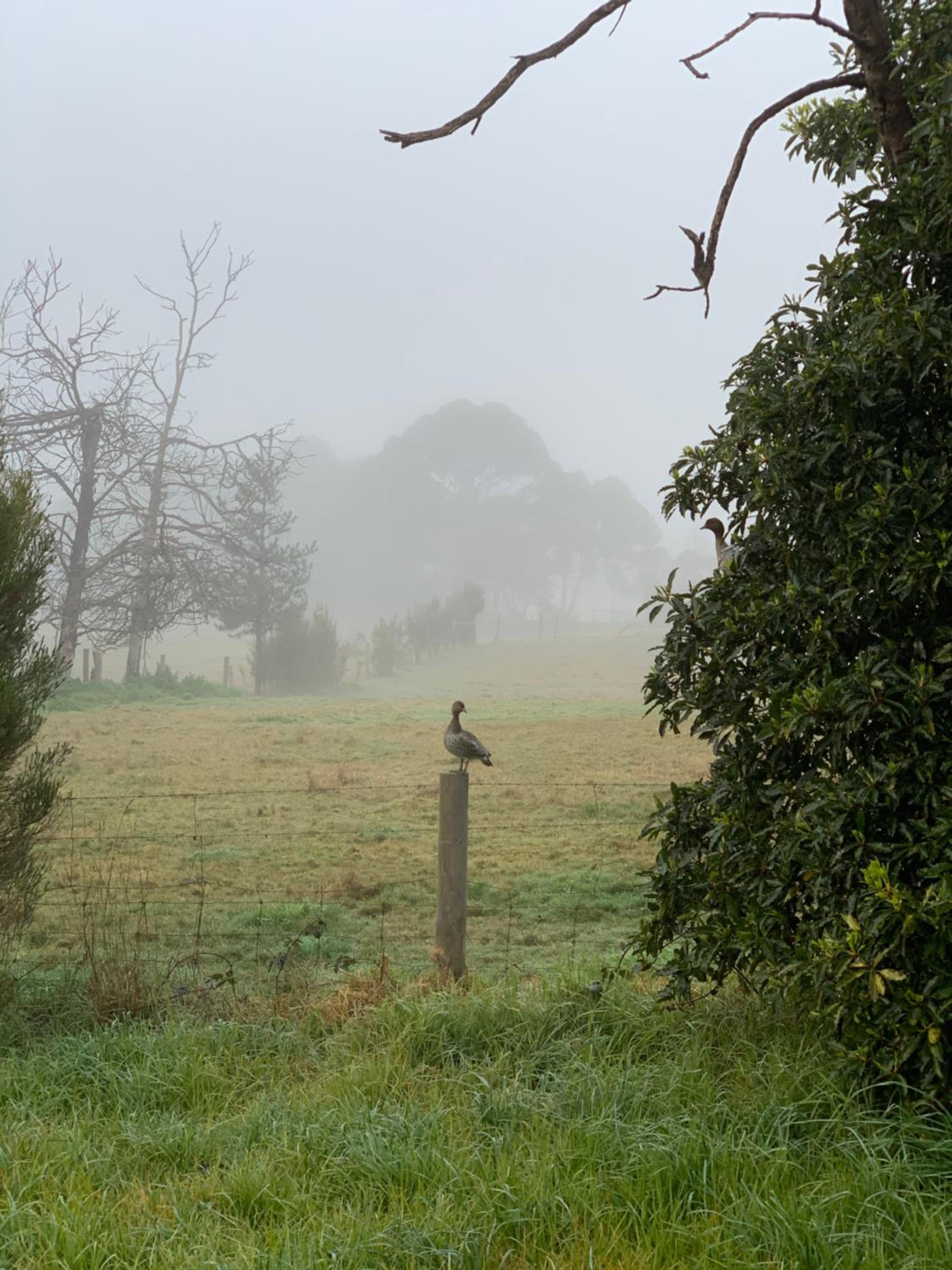 Willunga Cottage — Sweet Country Retreat