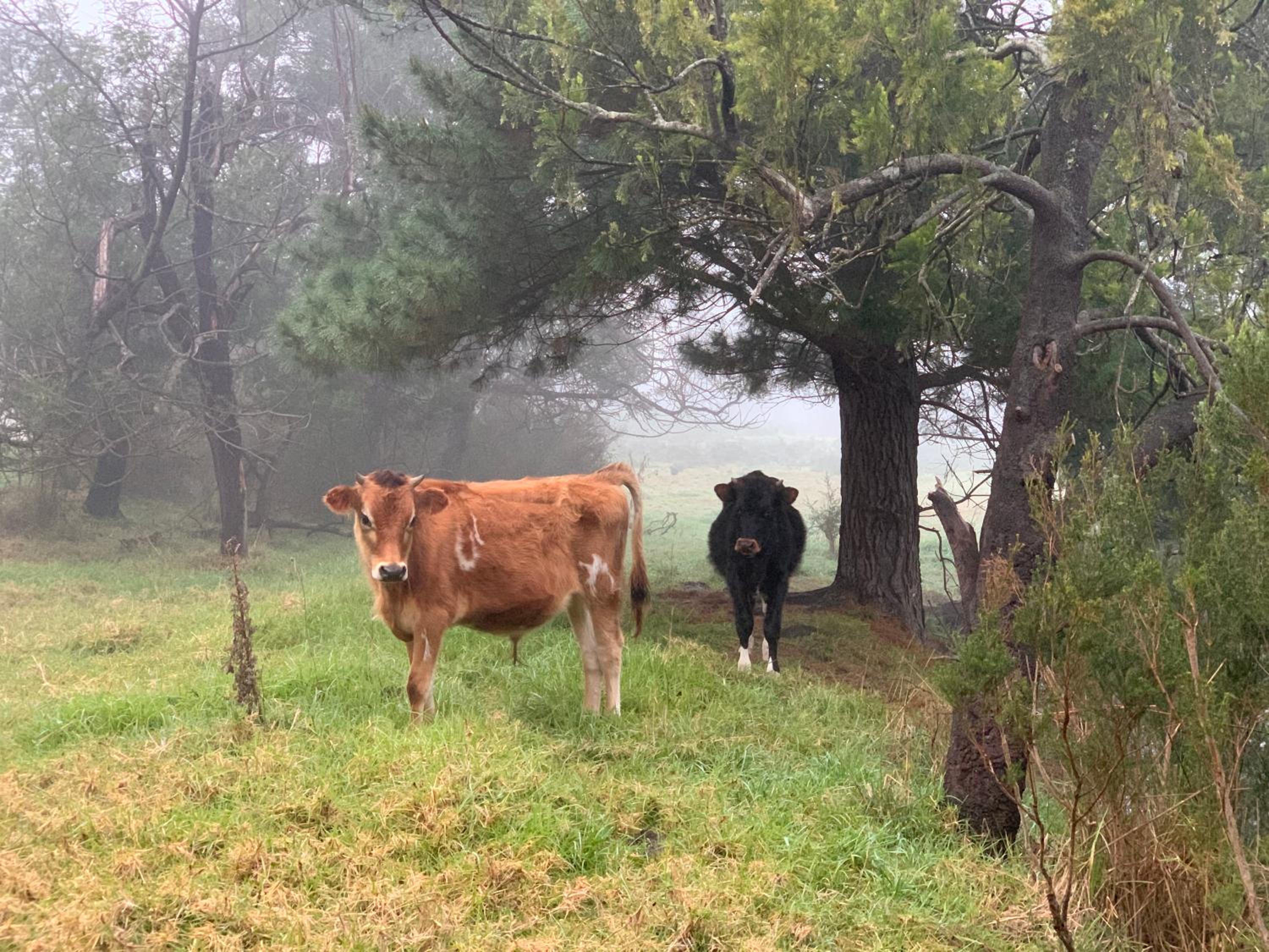 Willunga Cottage — Sweet Country Retreat