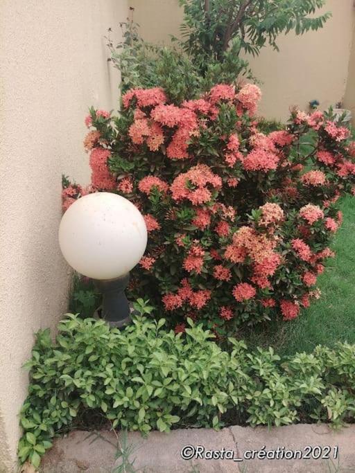 Résidence des hibiscus-roses: jardin, piscine...