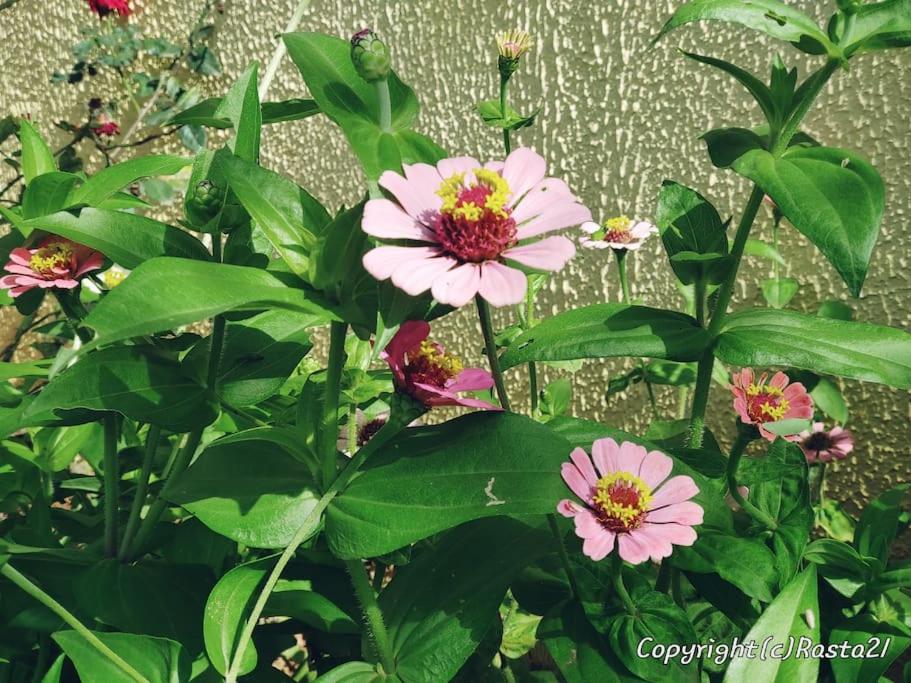 Résidence des hibiscus-roses: jardin, piscine...