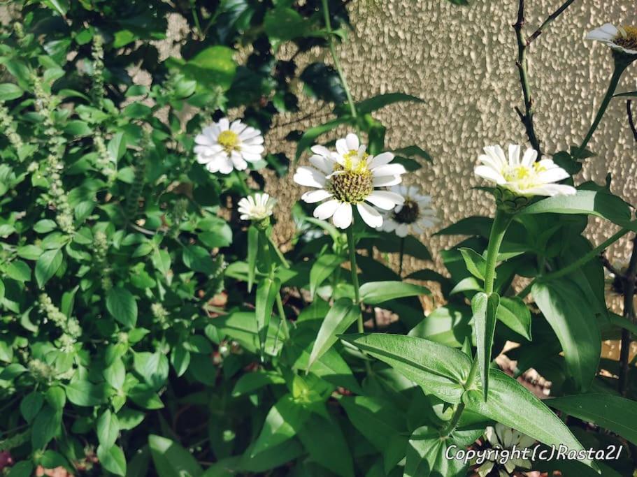 Résidence des hibiscus-roses: jardin, piscine...