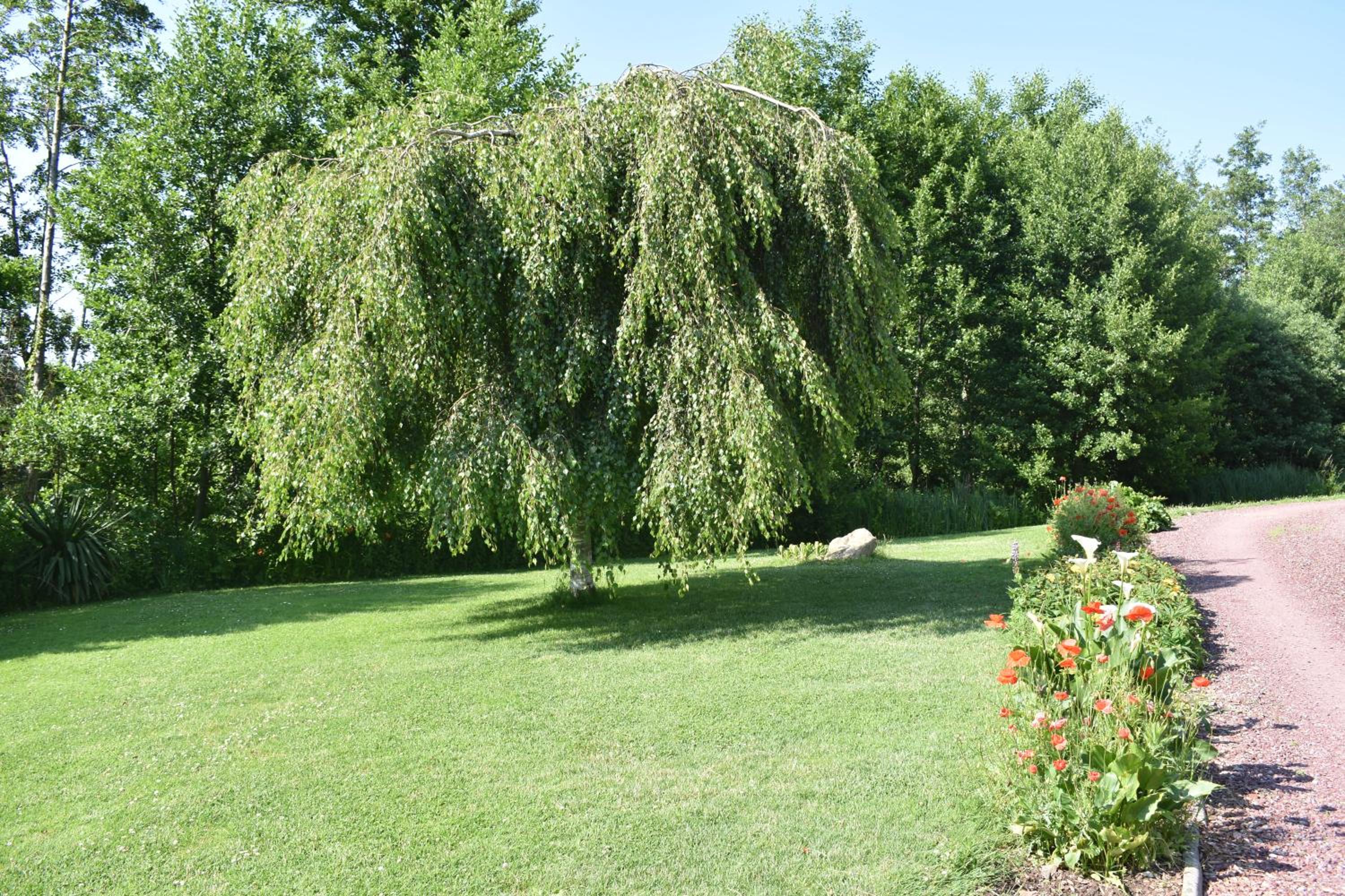Photo 36