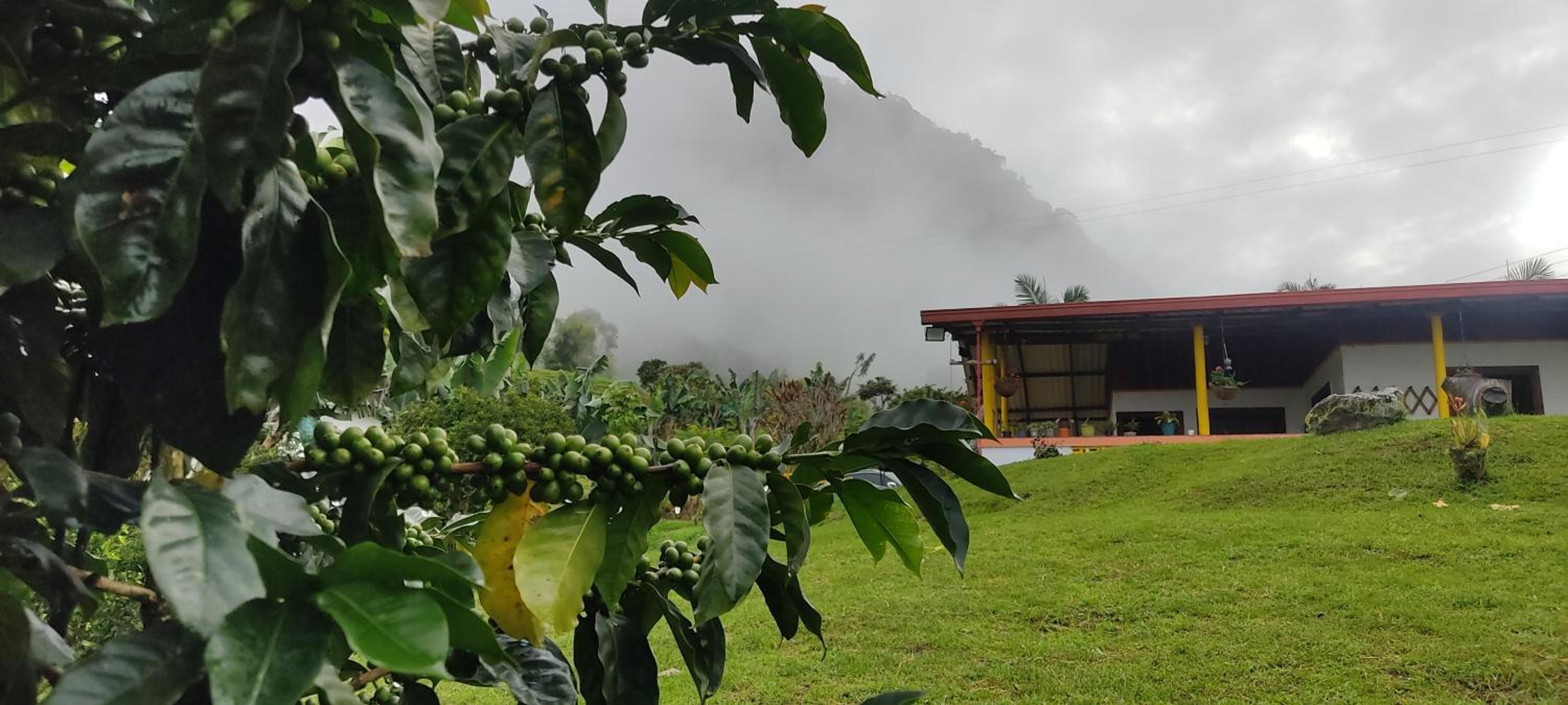 Finca La Antigua. finca tradicional Cafetera