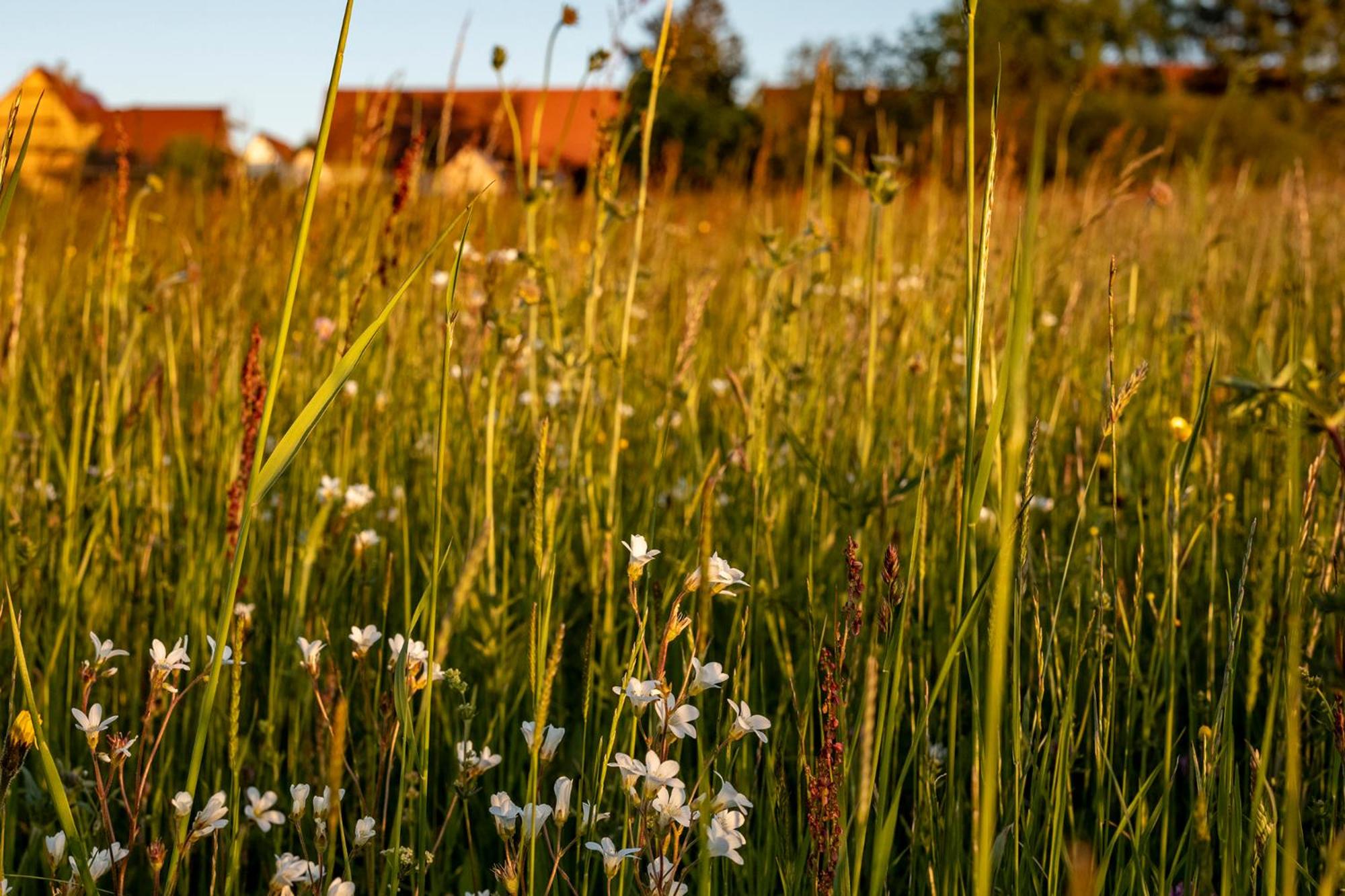 Tiny Houses der Dorfscheune