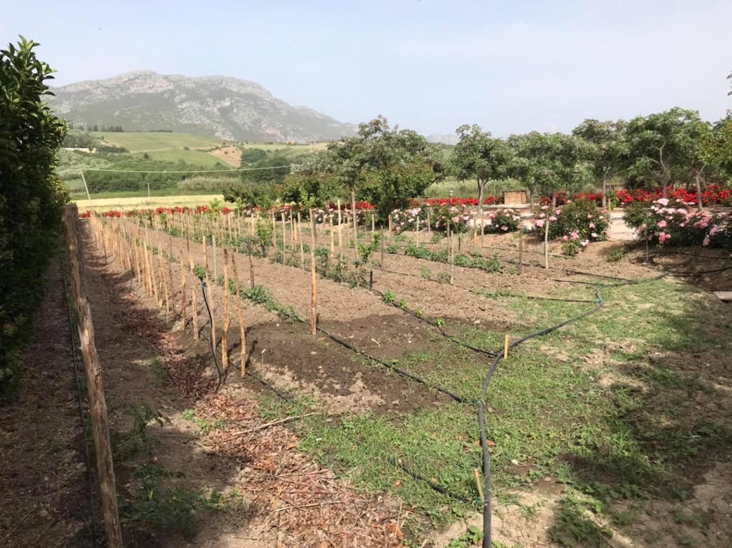 B&B Terre di Paestum