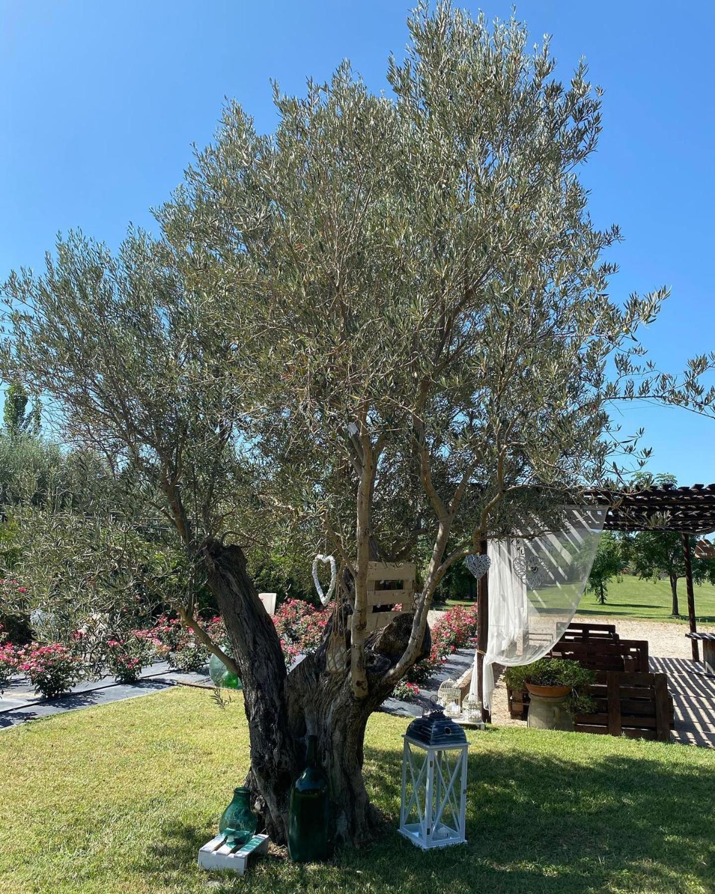 B&B Terre di Paestum