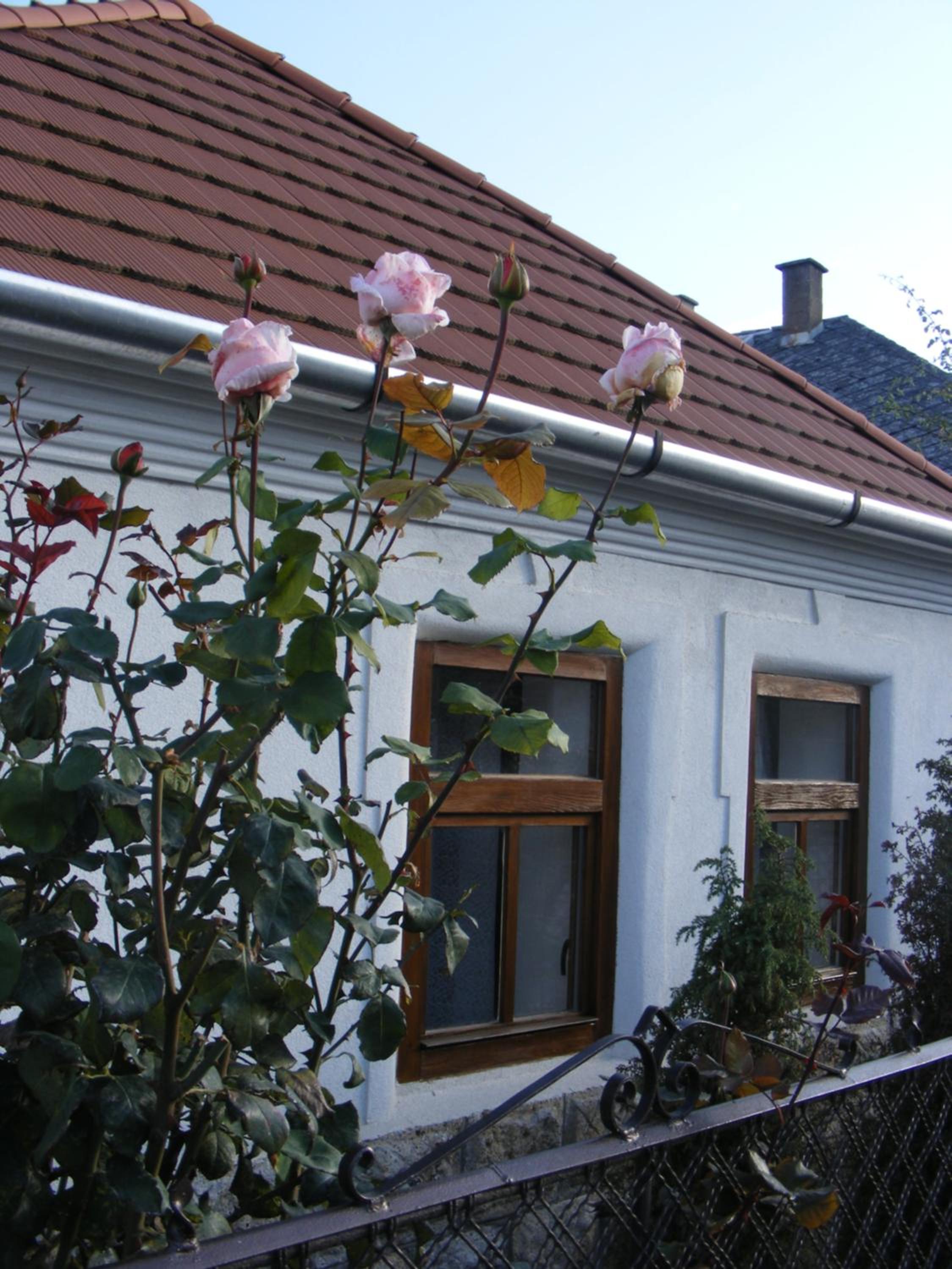 Photo 42