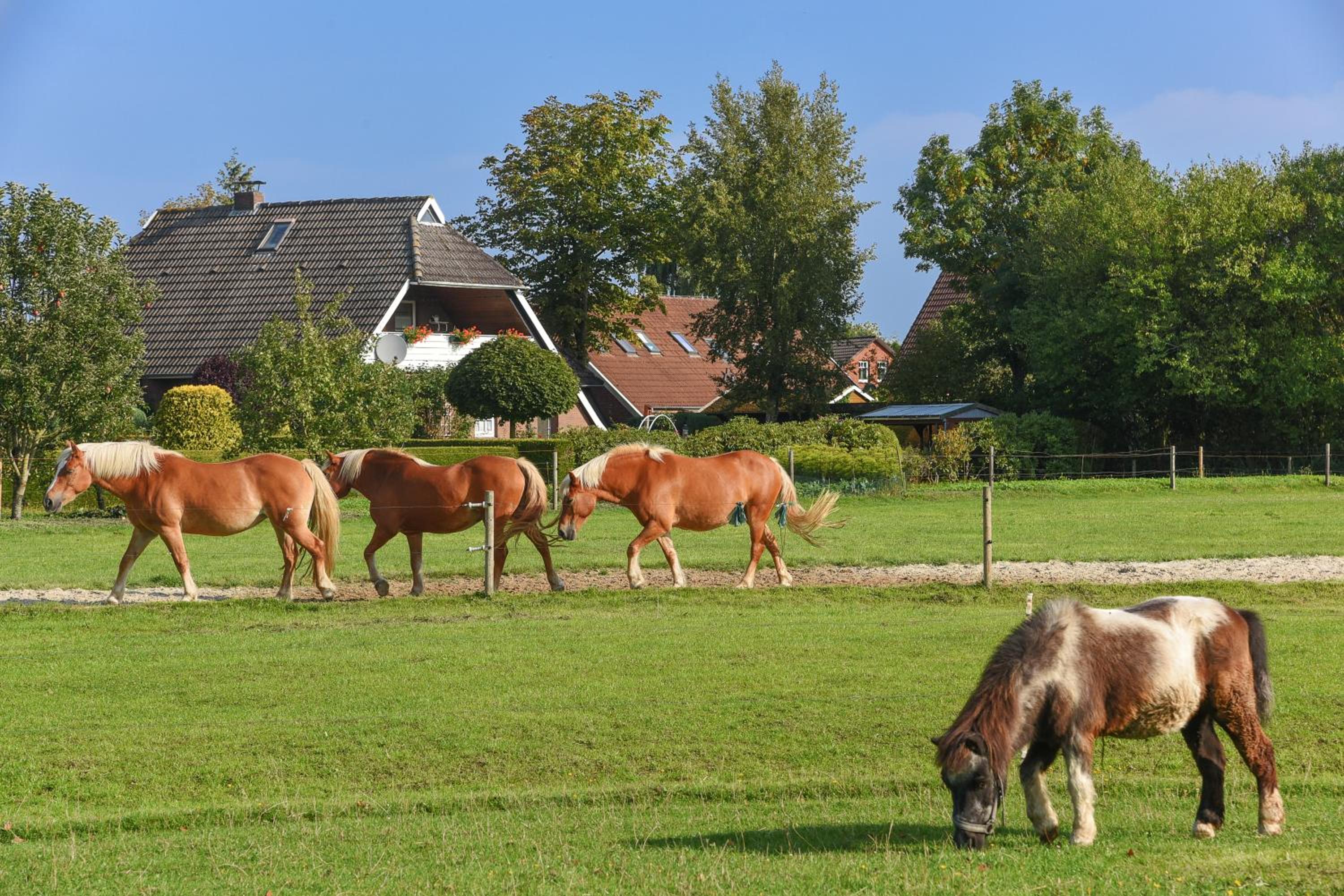 Ferienwohnung auf dem Ferienhof „Zur alten Linde“