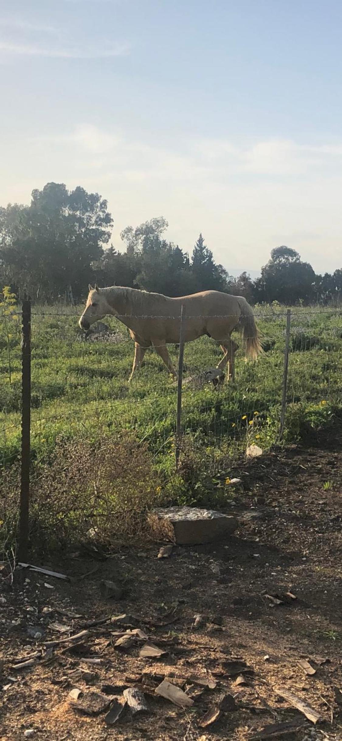 אלרון - אירוח בגולן, fotografía 4